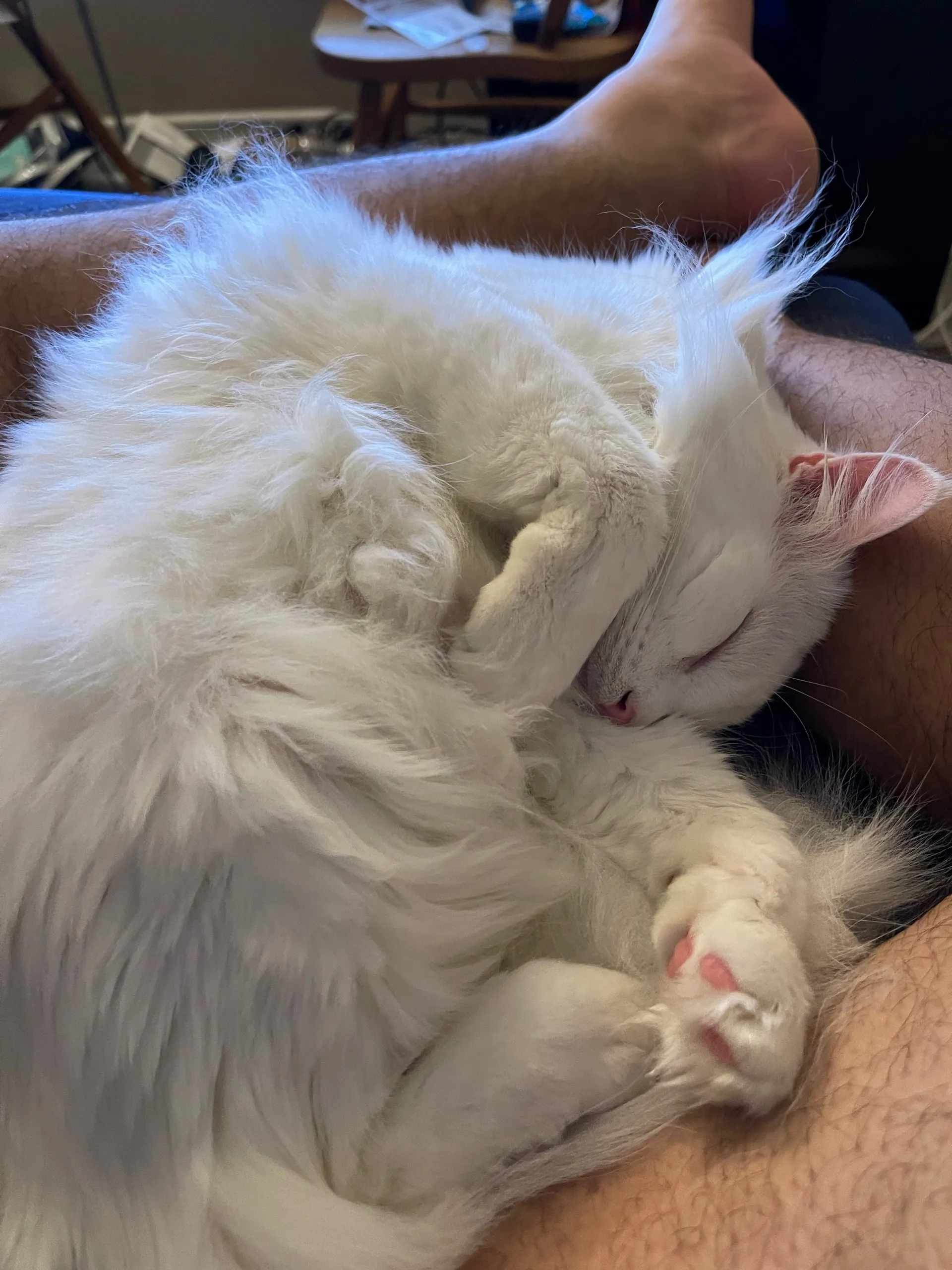 Only Cats OnlyFans header