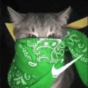 Apenas gatinhos aqui. OnlyFans