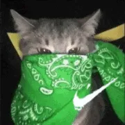 Apenas gatinhos aqui.