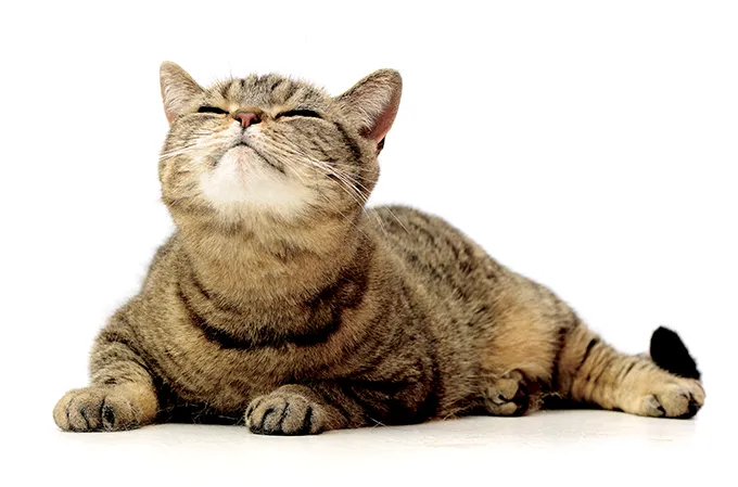 Apenas gatinhos aqui. OnlyFans header