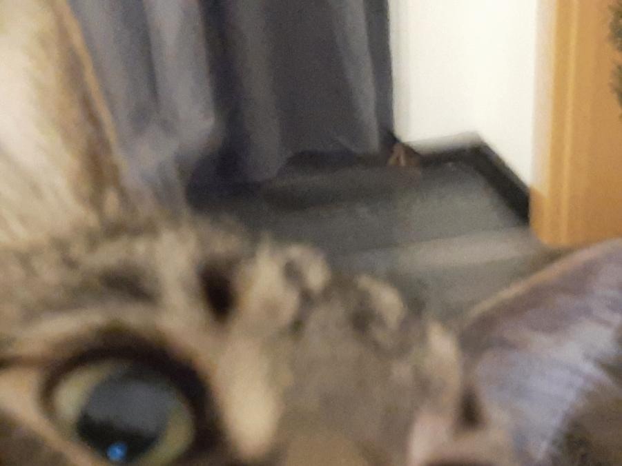 OnlyCats OnlyFans header