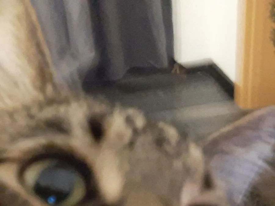 OnlyCats OnlyFans header