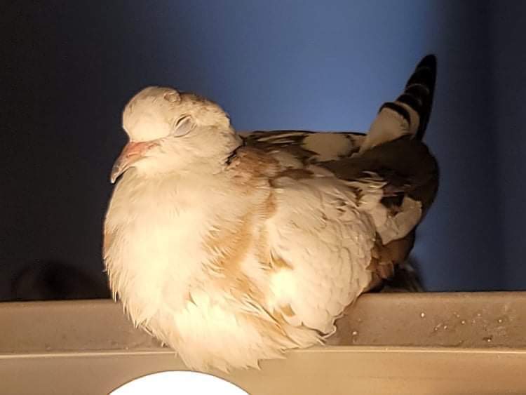 OnlyCoos OnlyFans header