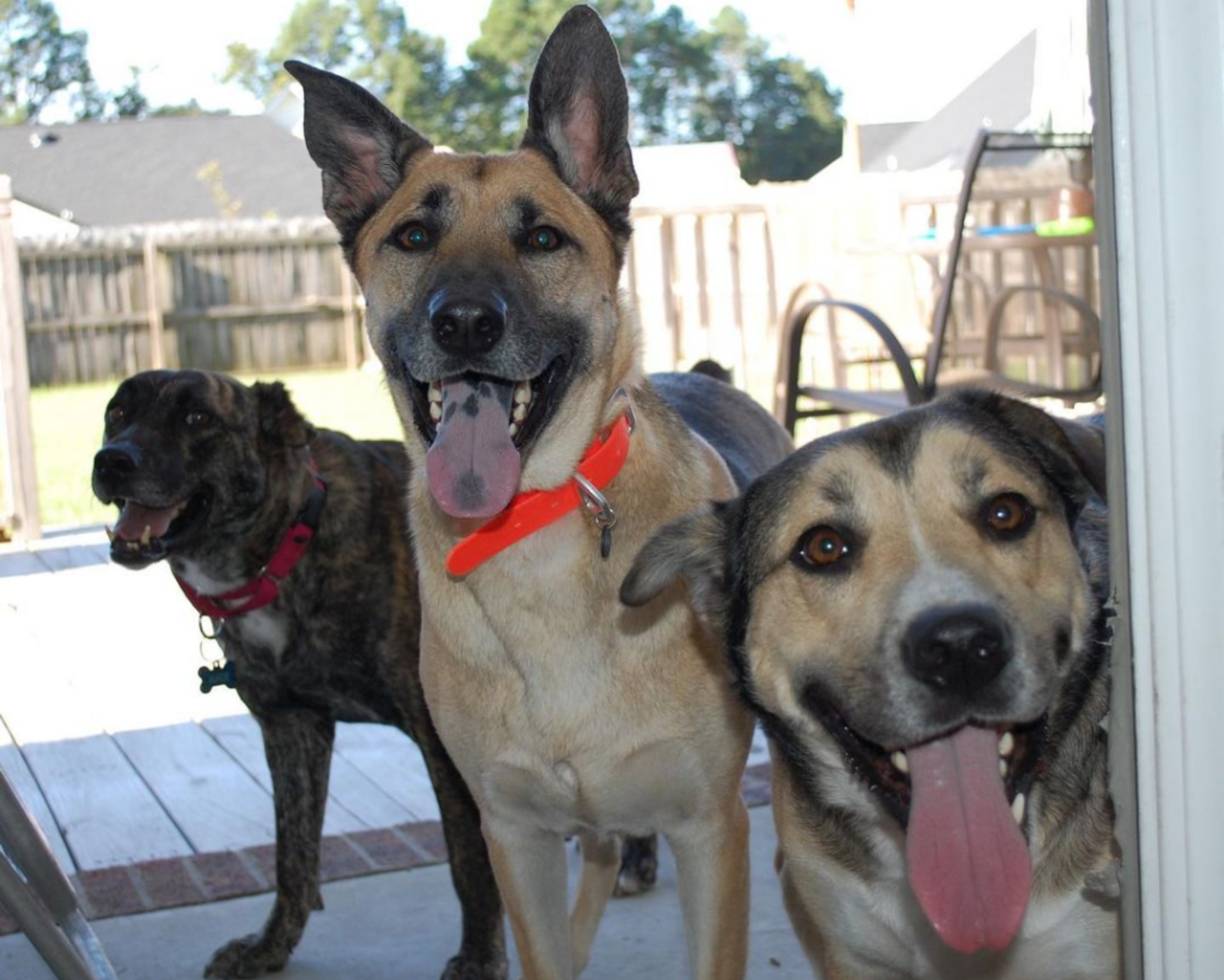 OnlyDogs OnlyFans header