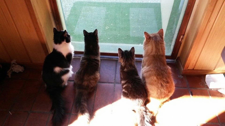 ellyott OnlyFans header