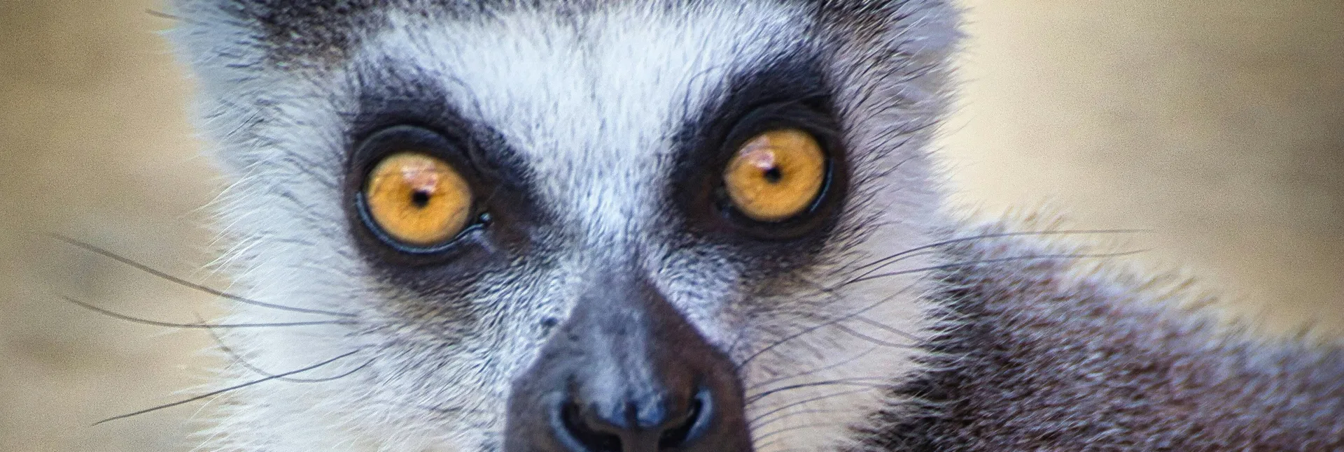 OnlyEndangereds OnlyFans header