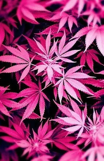 Barbara Vico OnlyFans header