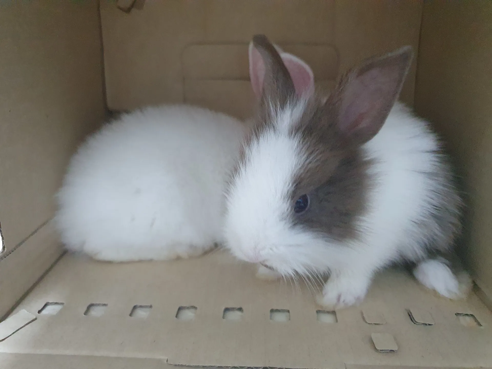 Thailand OnlyFans header