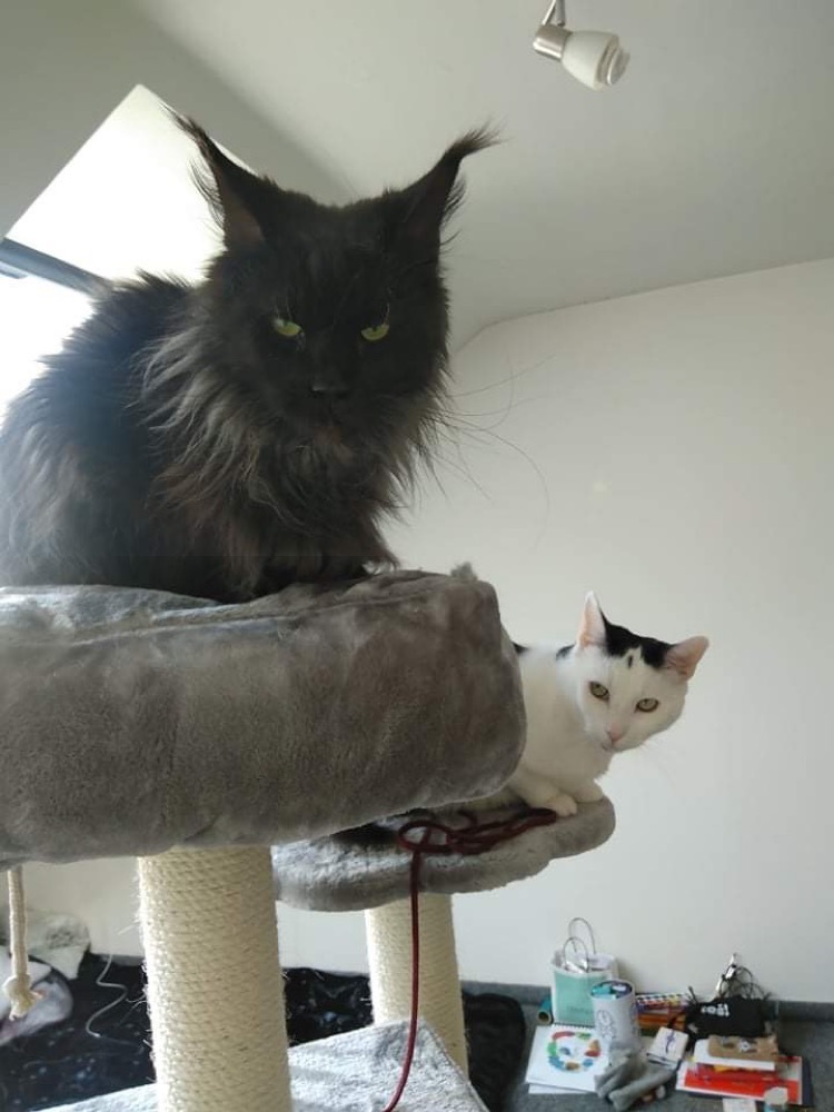 OnlyFelvs OnlyFans header