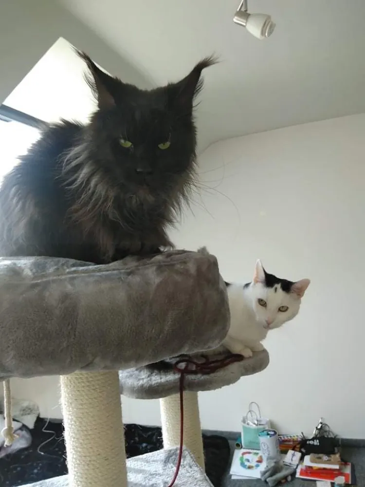 OnlyFelvs OnlyFans header