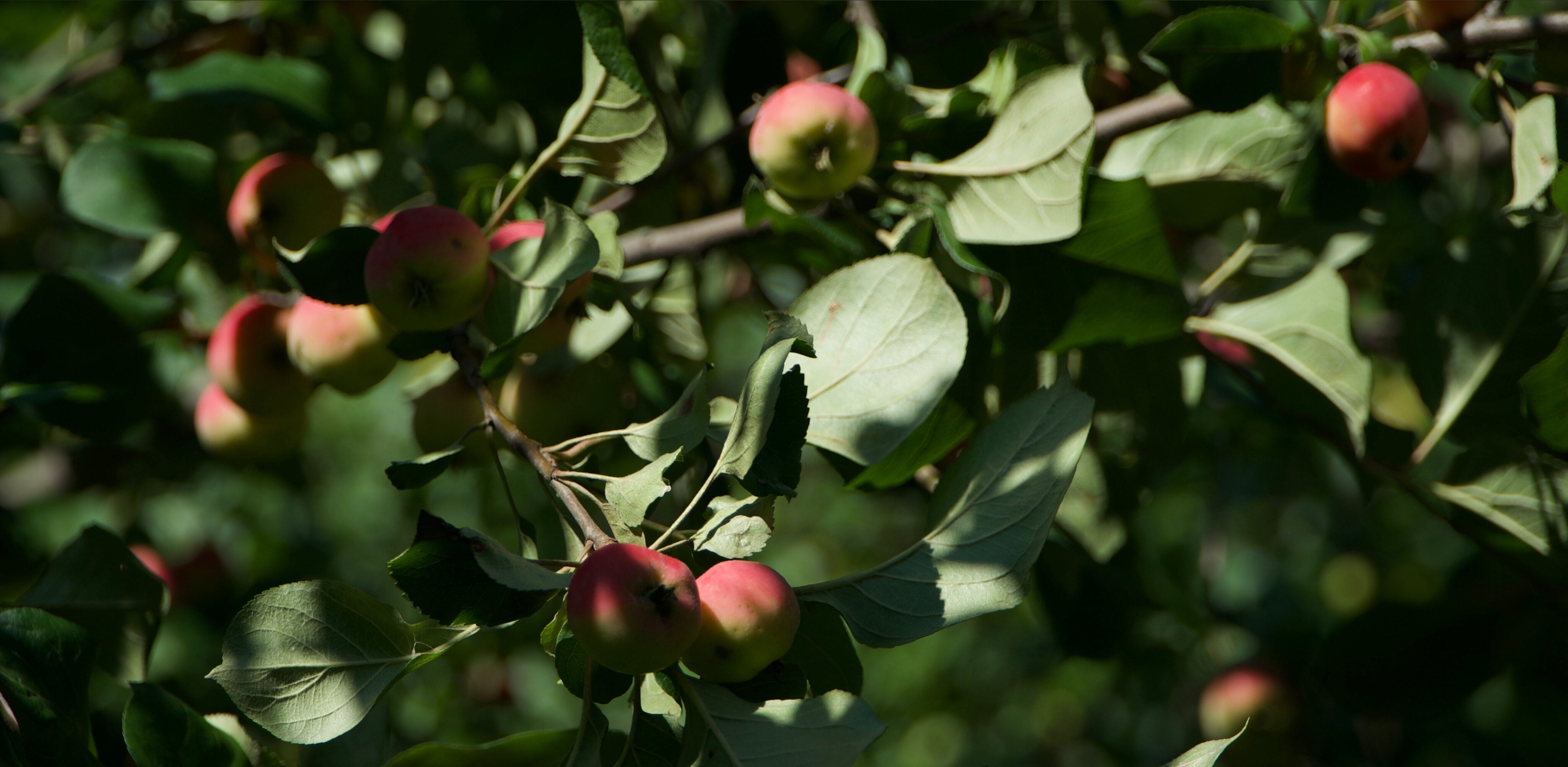 W.Asya OnlyFans header