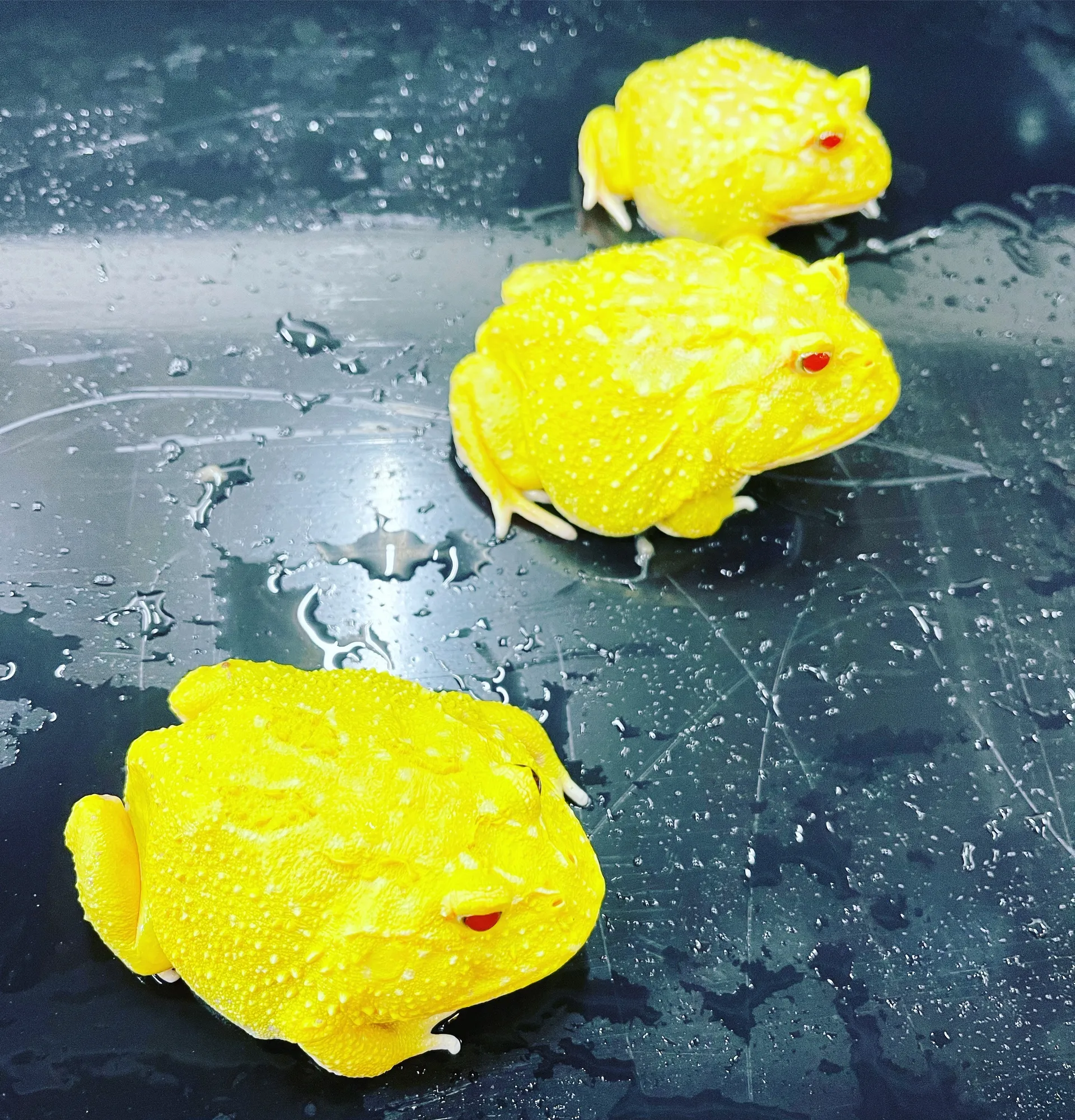 Onlyfrogs OnlyFans header