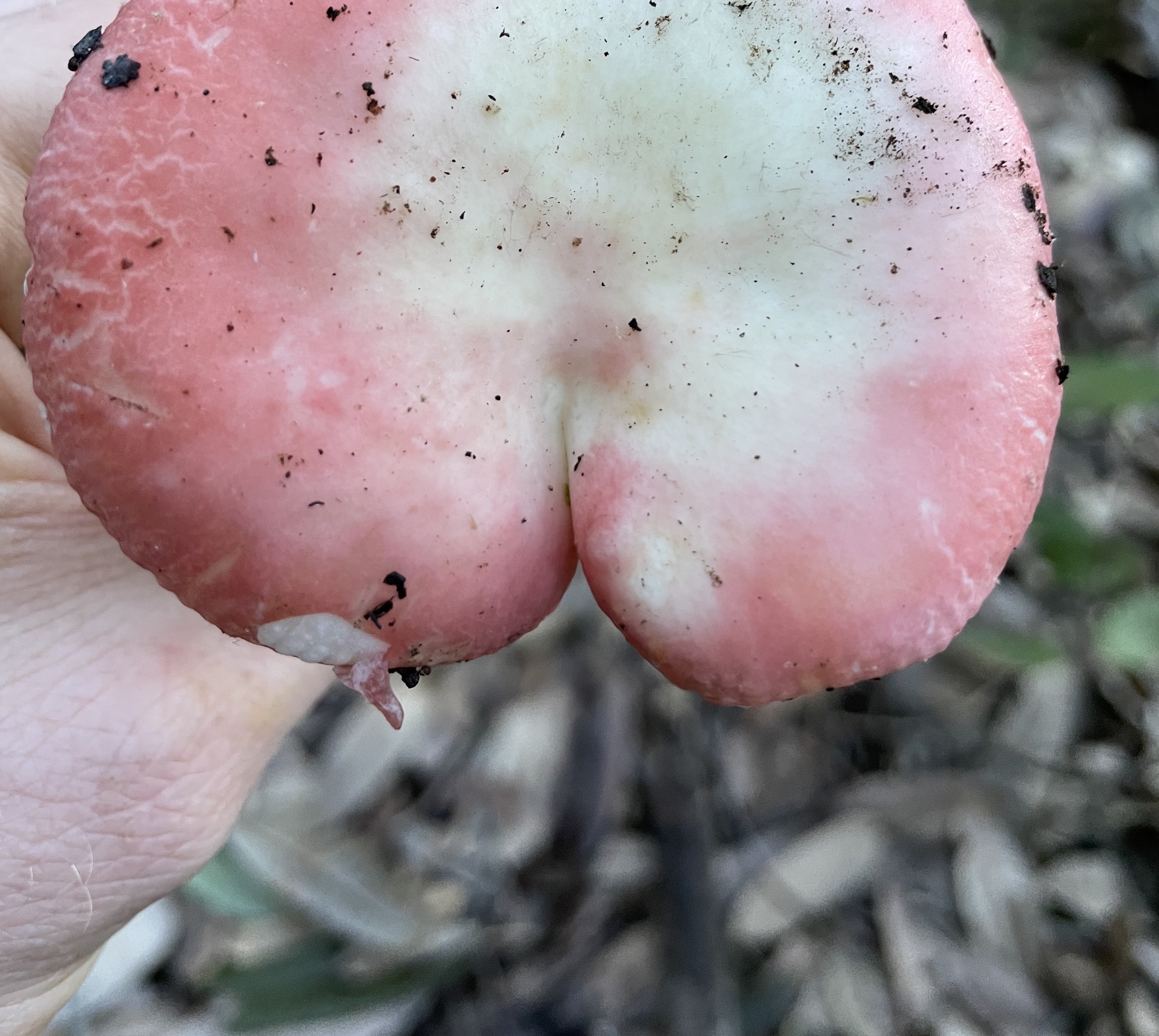 OnlyFungi OnlyFans header