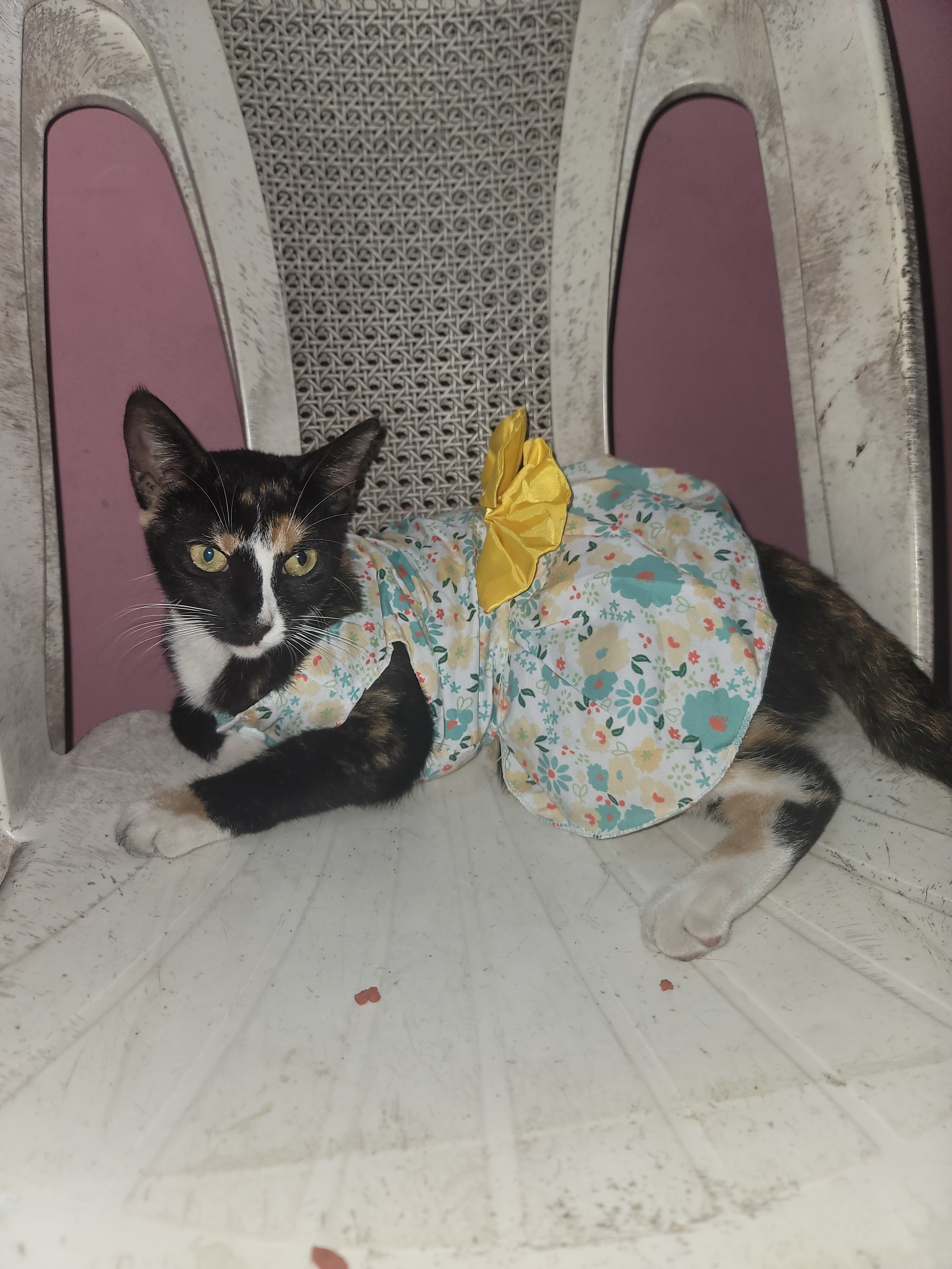 Moo the calico OnlyFans