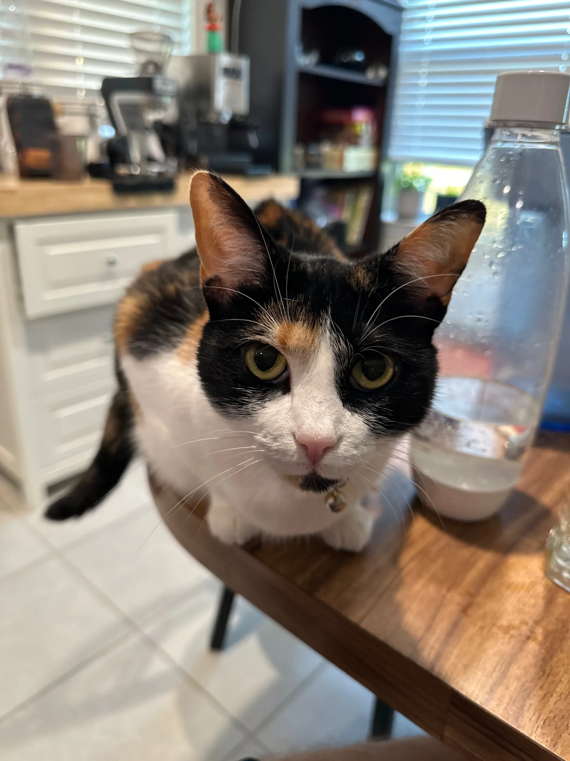 OnlyFur OnlyFans header