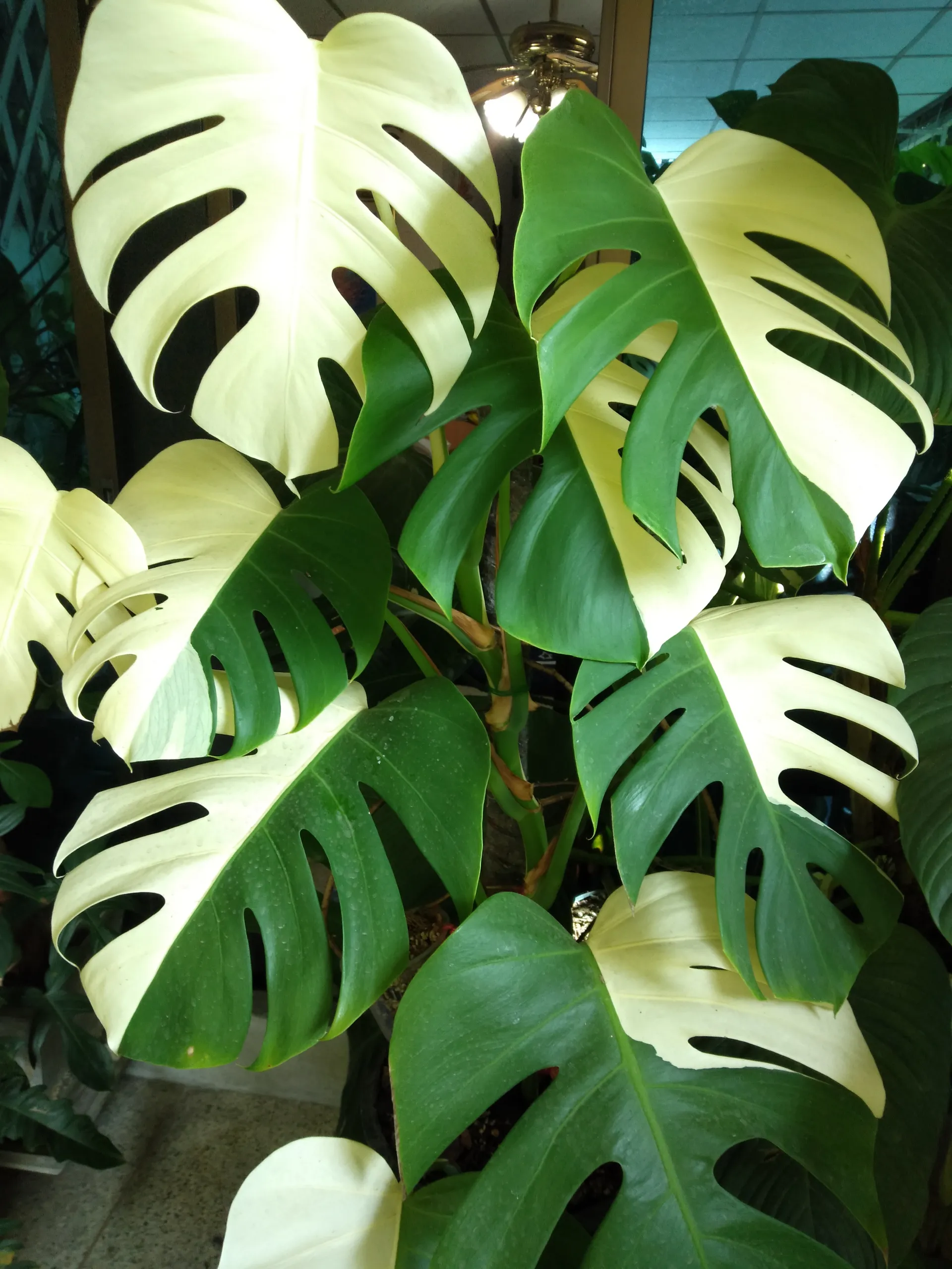 OnlyGearVIP OnlyFans header