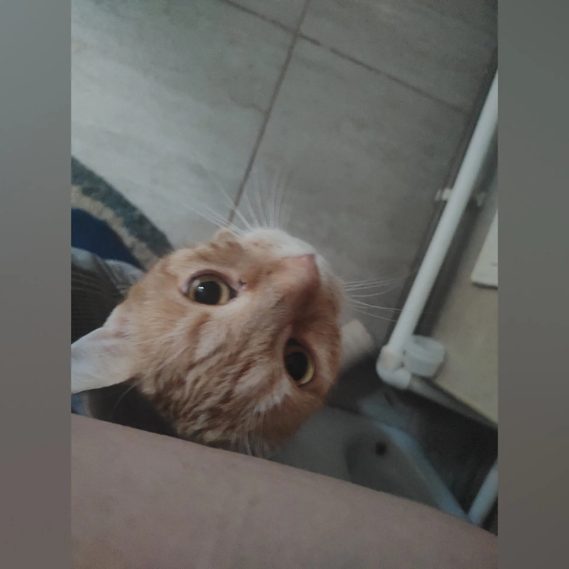 OnlyKitties cover