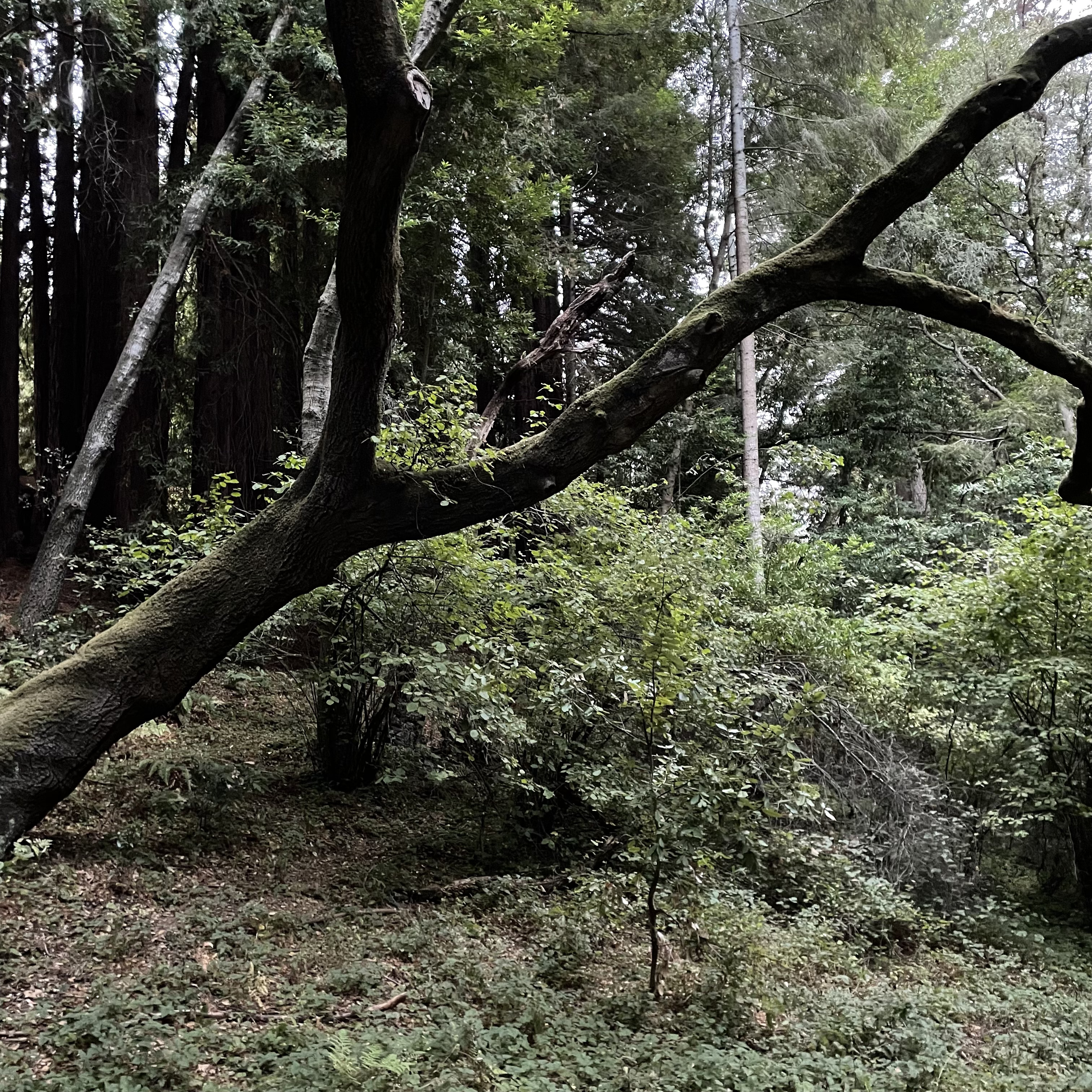 Luisa OnlyFans header