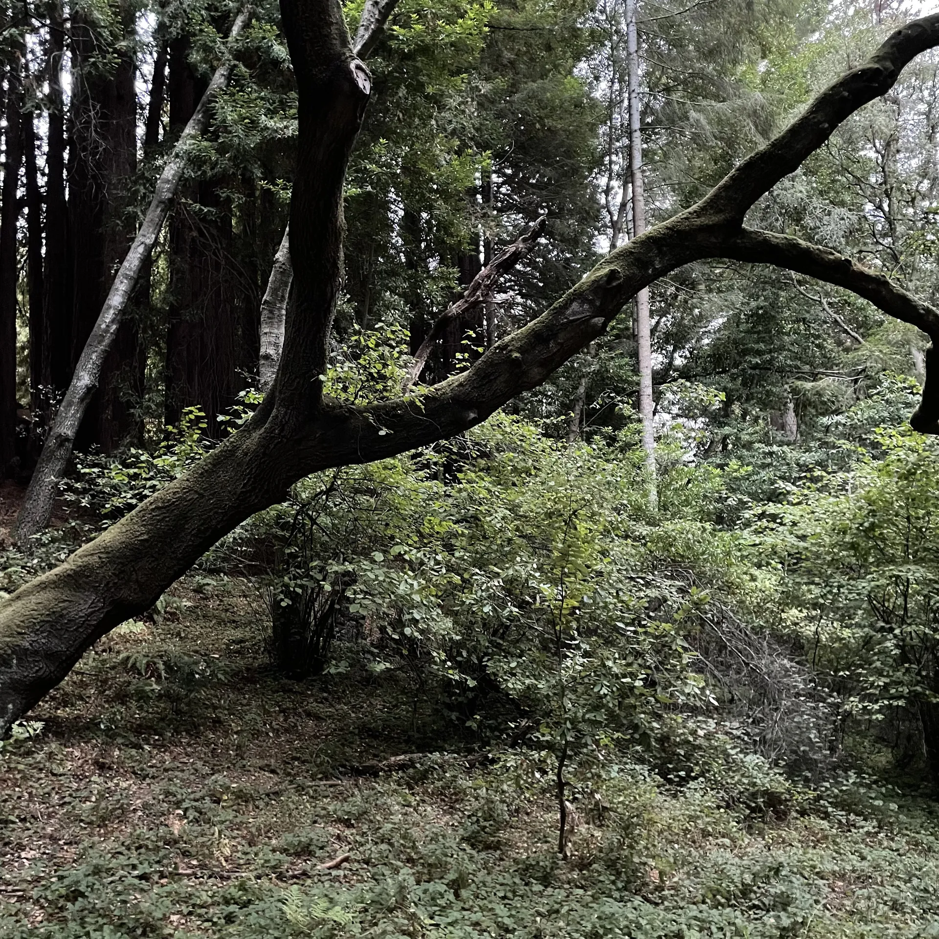 Luisa OnlyFans header