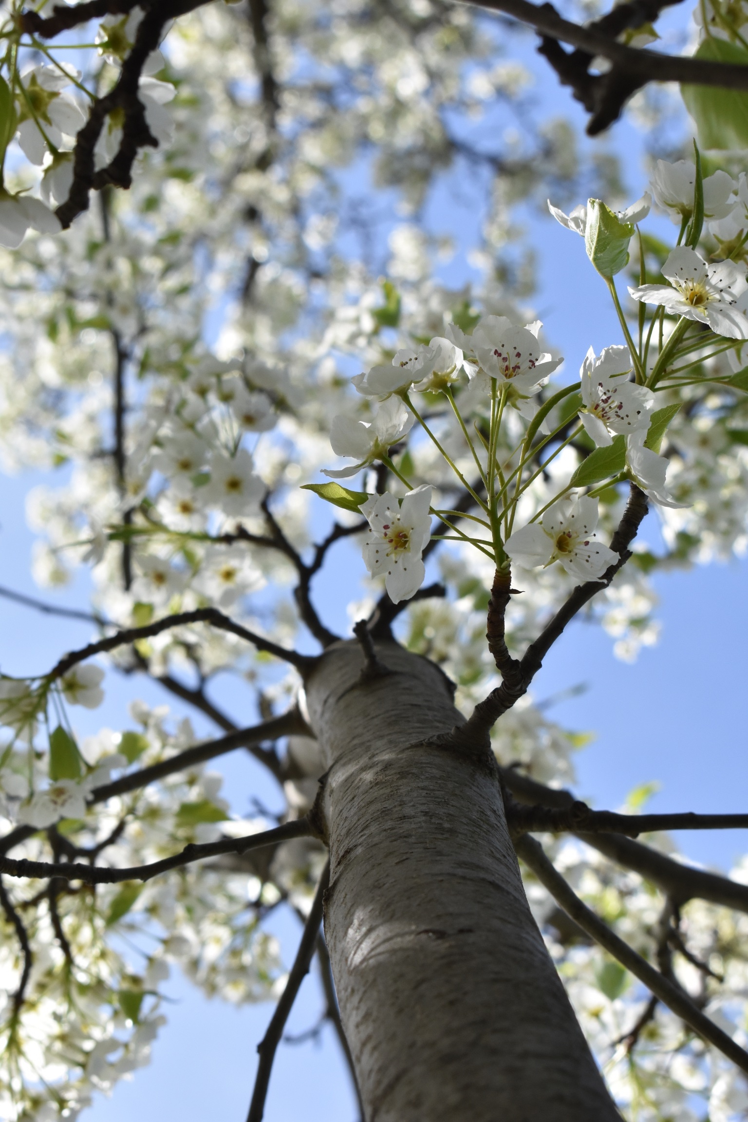 Dave OnlyFans header