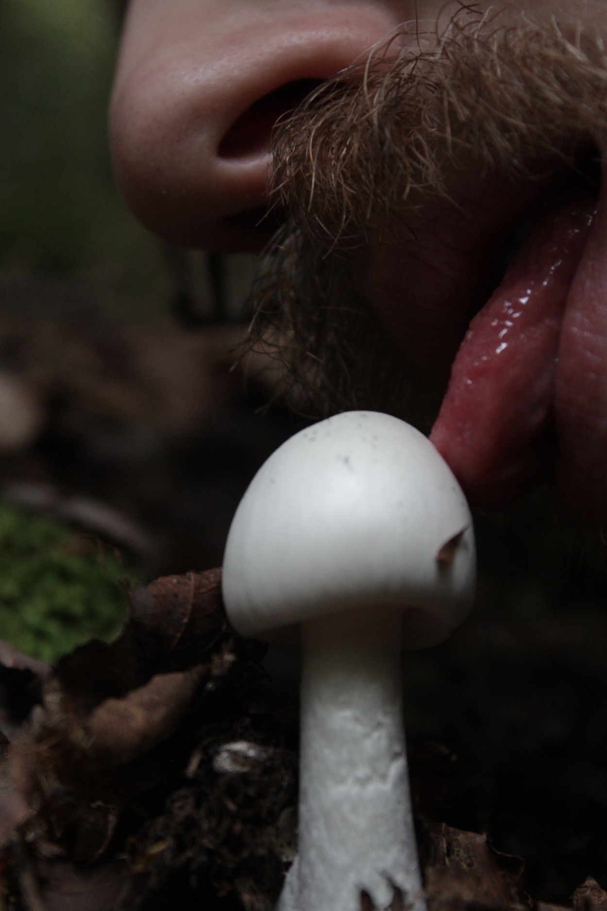 Onlymushrooms OnlyFans