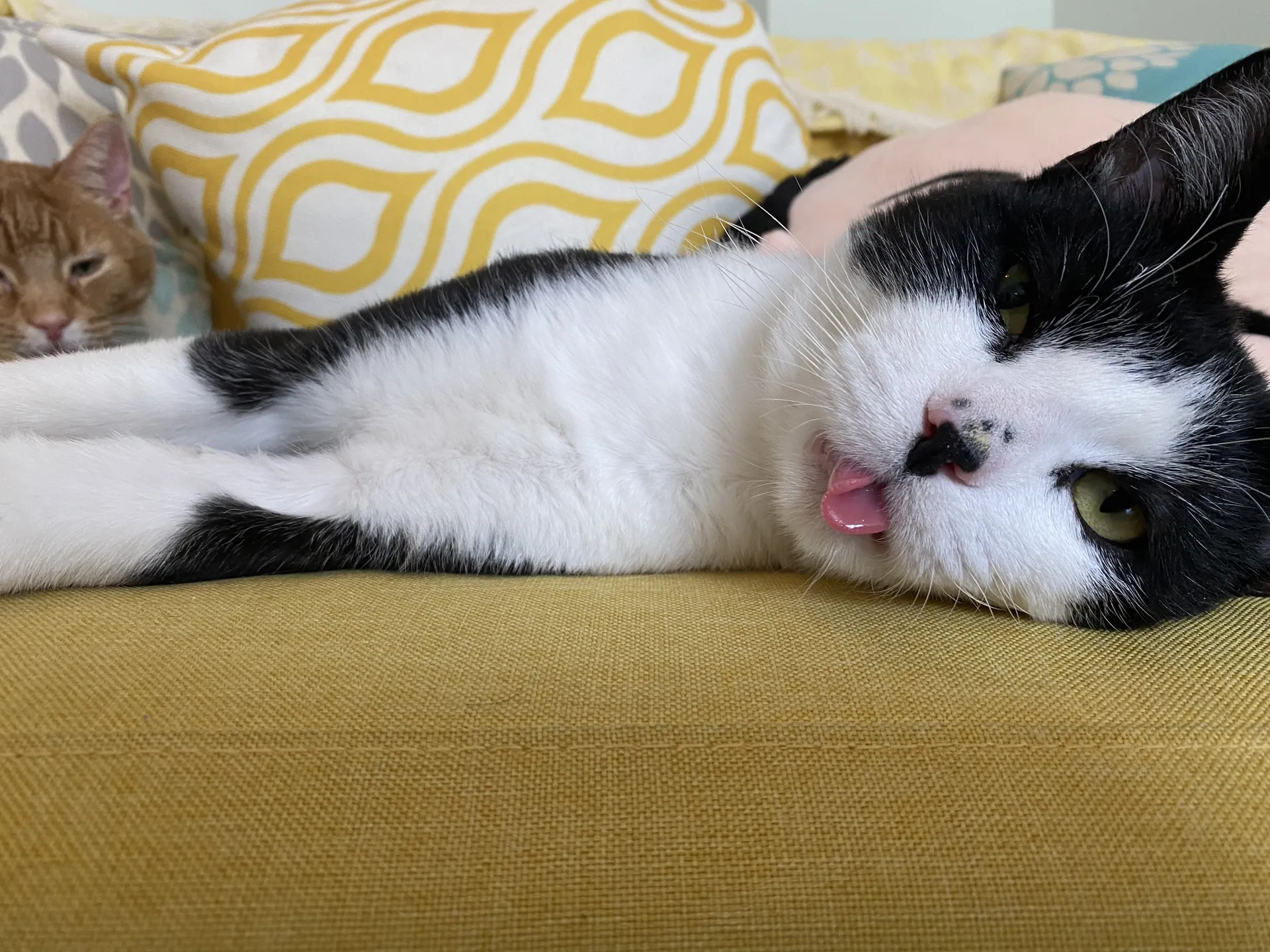 Onlymycats OnlyFans header