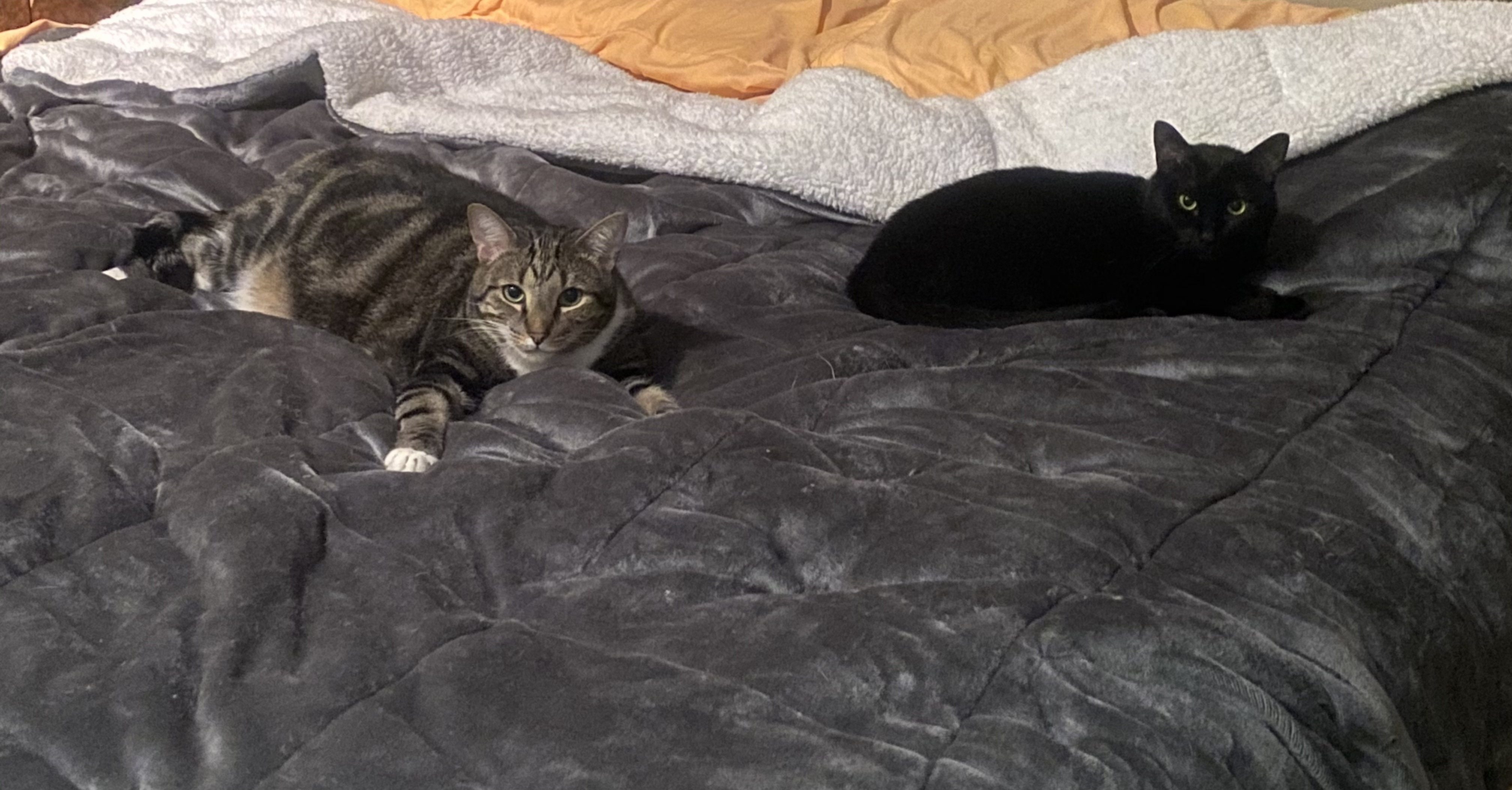 Only Paws OnlyFans header