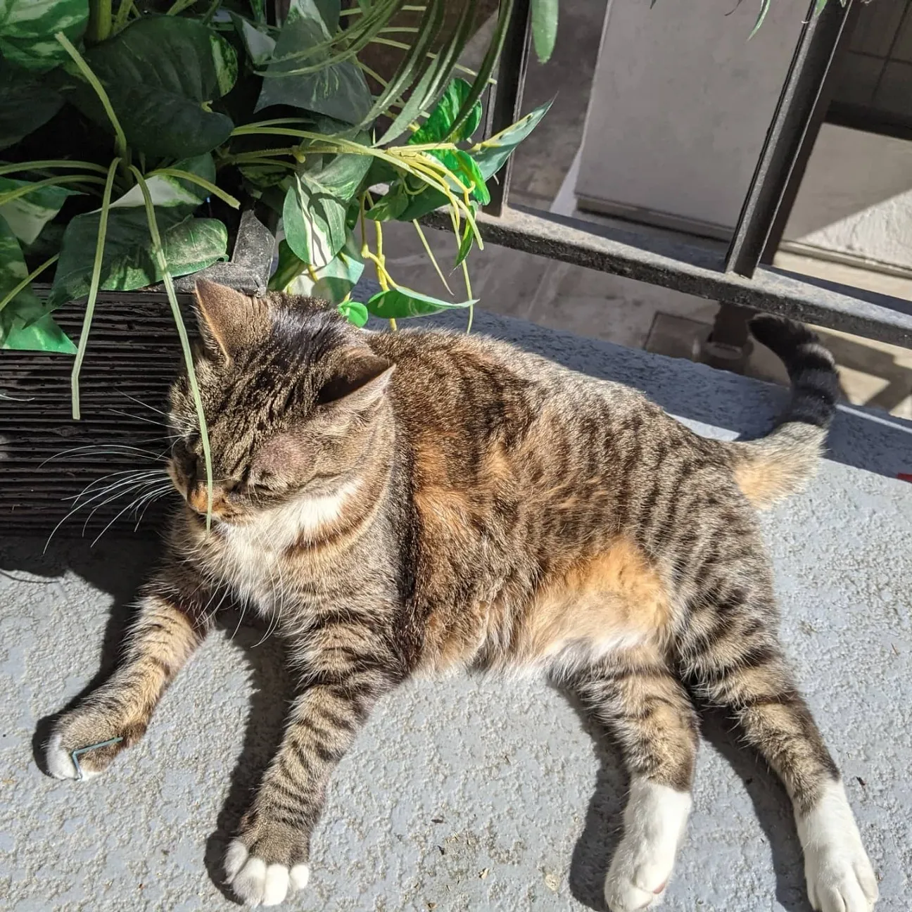 Peach OnlyFans header