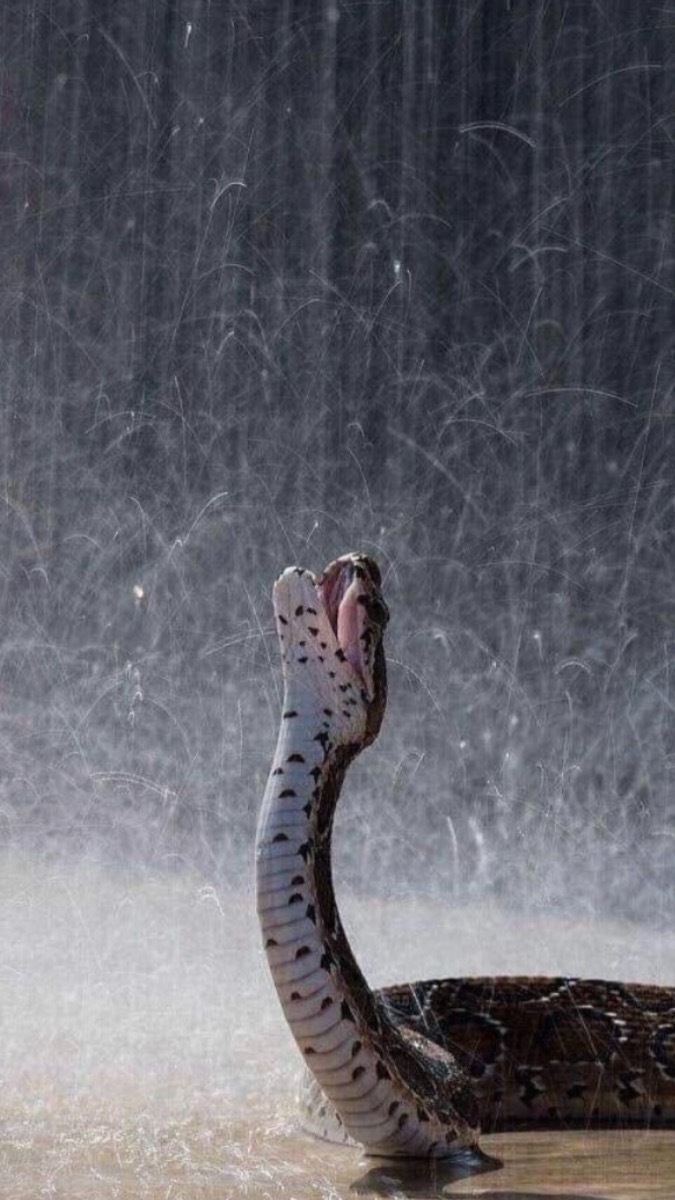 The Uncut Chap OnlyFans header