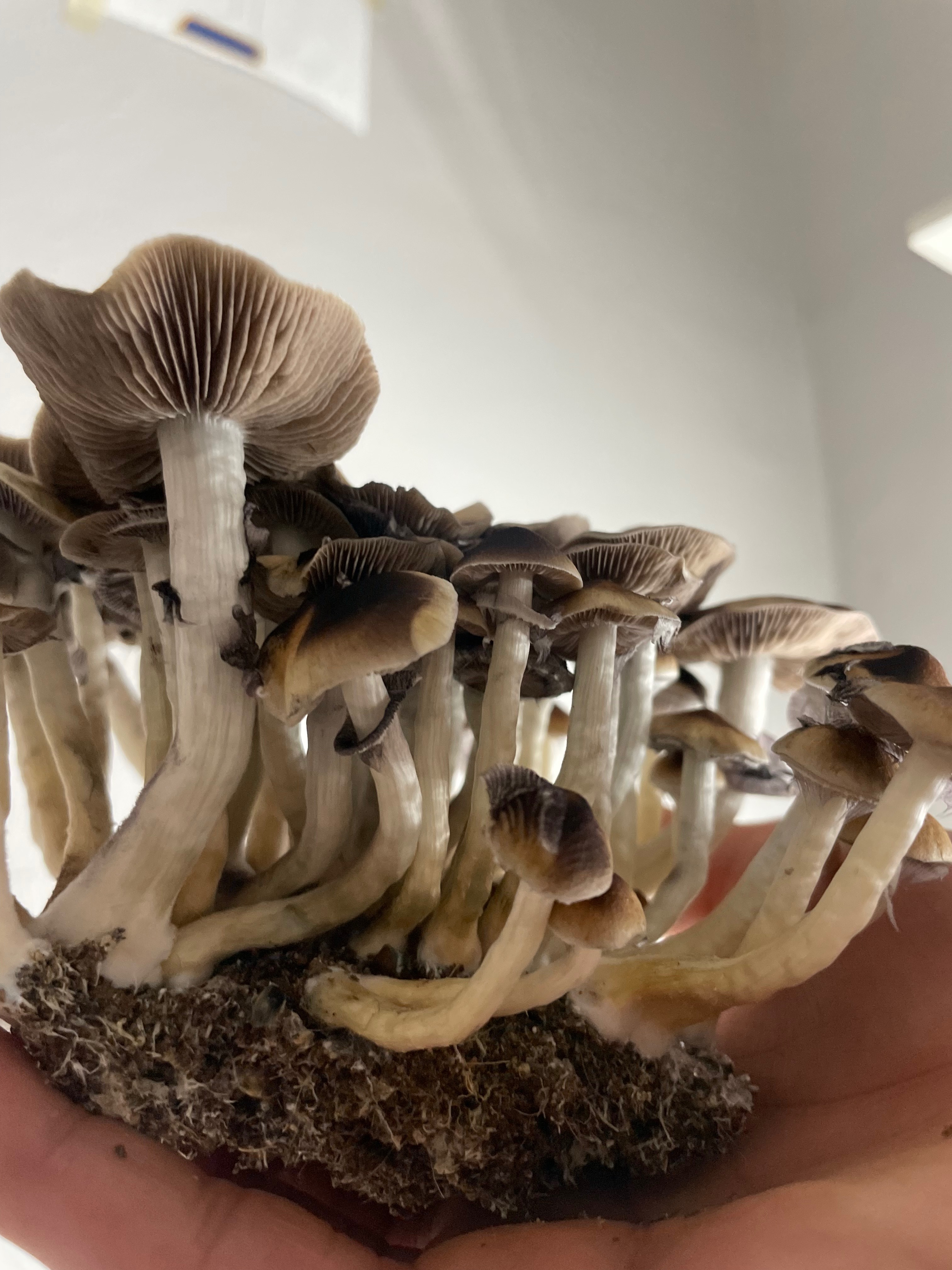 EmeraldGemini OnlyFans header