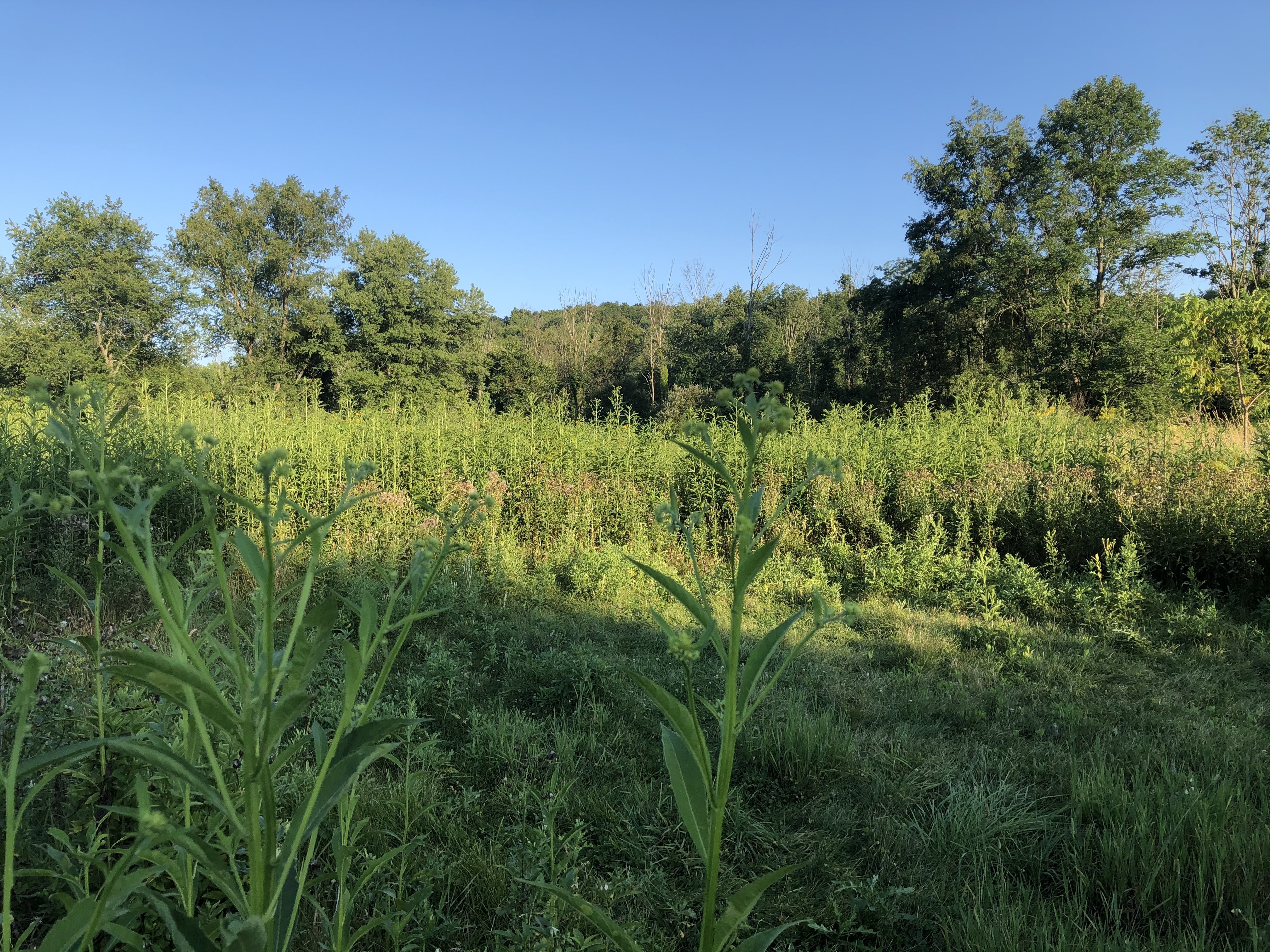 Yasmine "YaYa" OnlyFans header