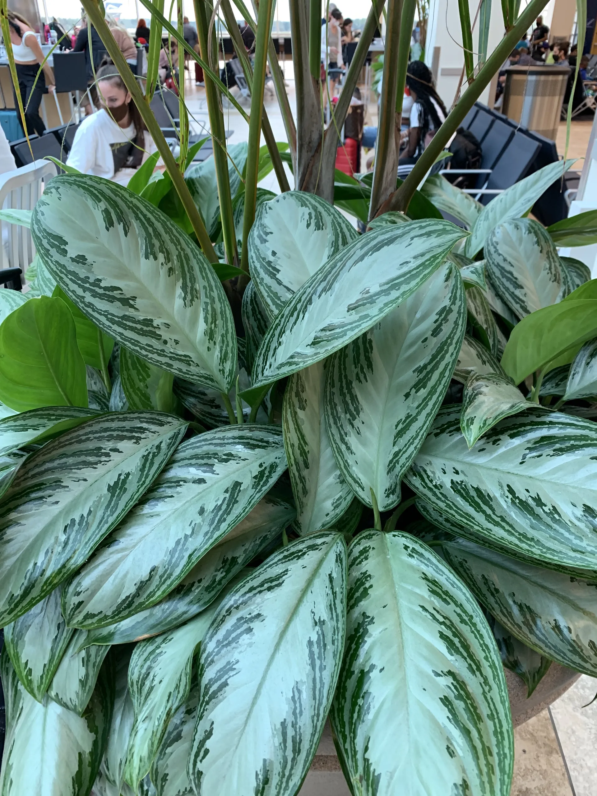 Only Plants OnlyFans header