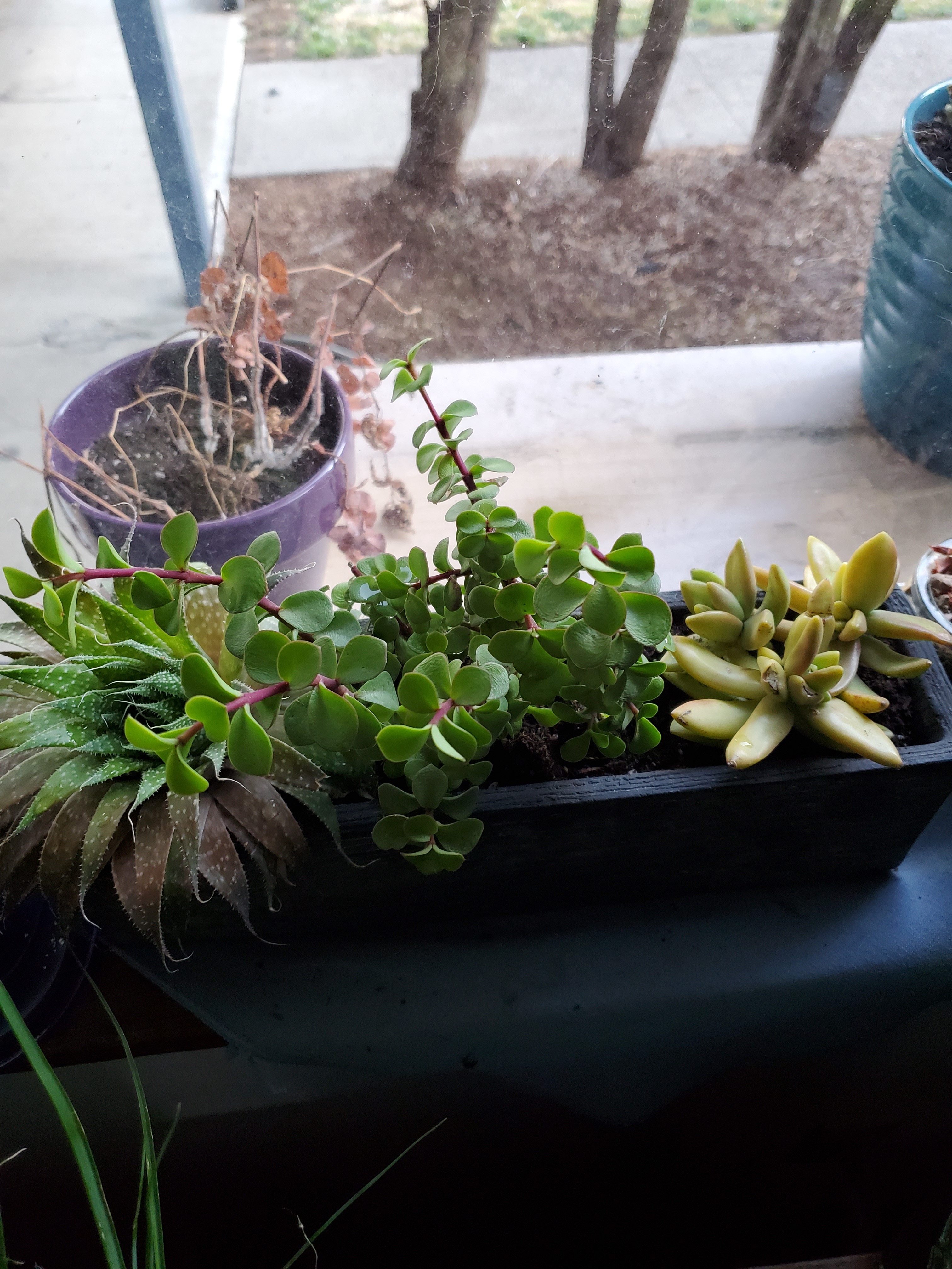 Onlyplants OnlyFans header