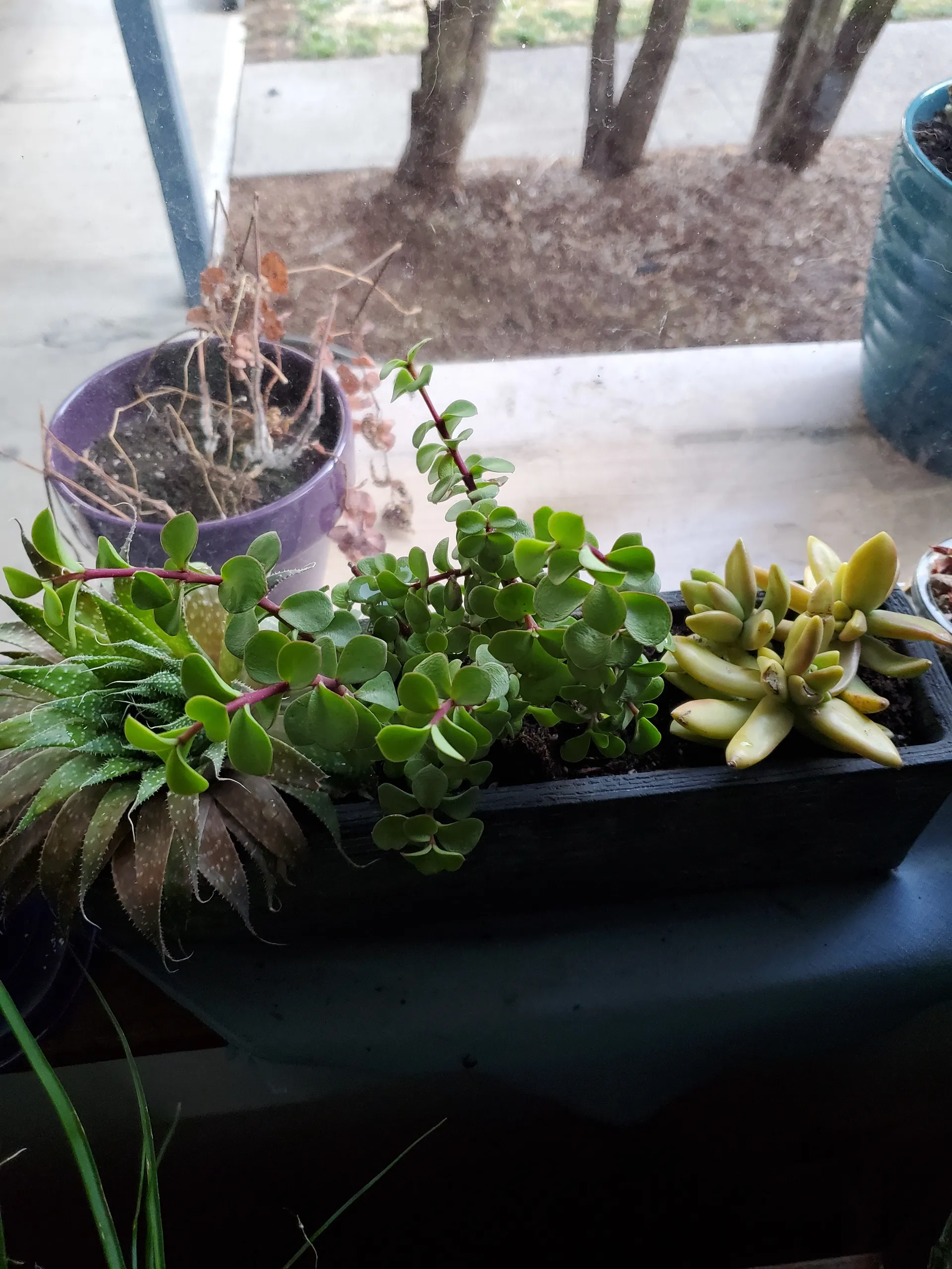 Onlyplants OnlyFans header