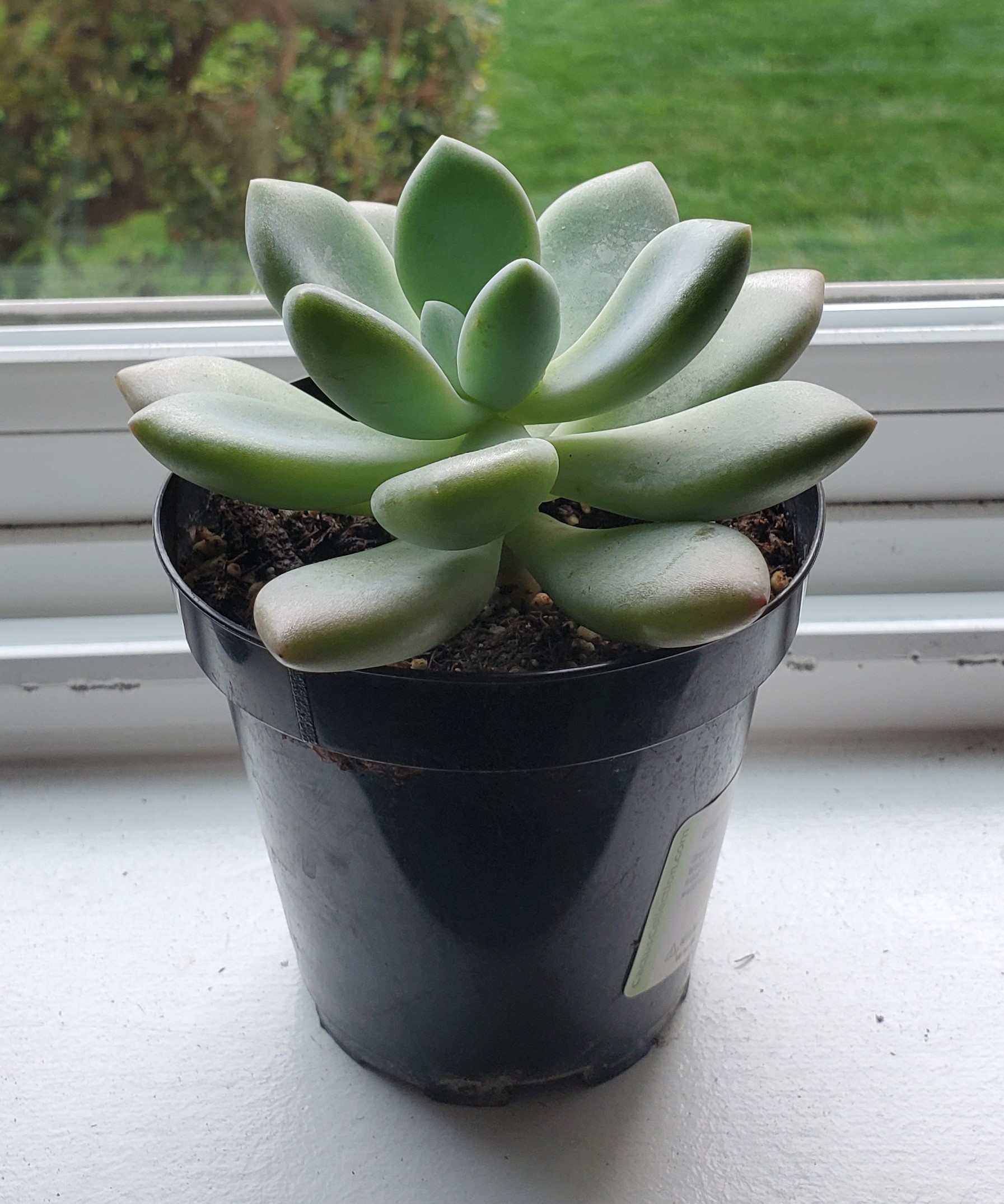 Planty Mc Plant Face OnlyFans