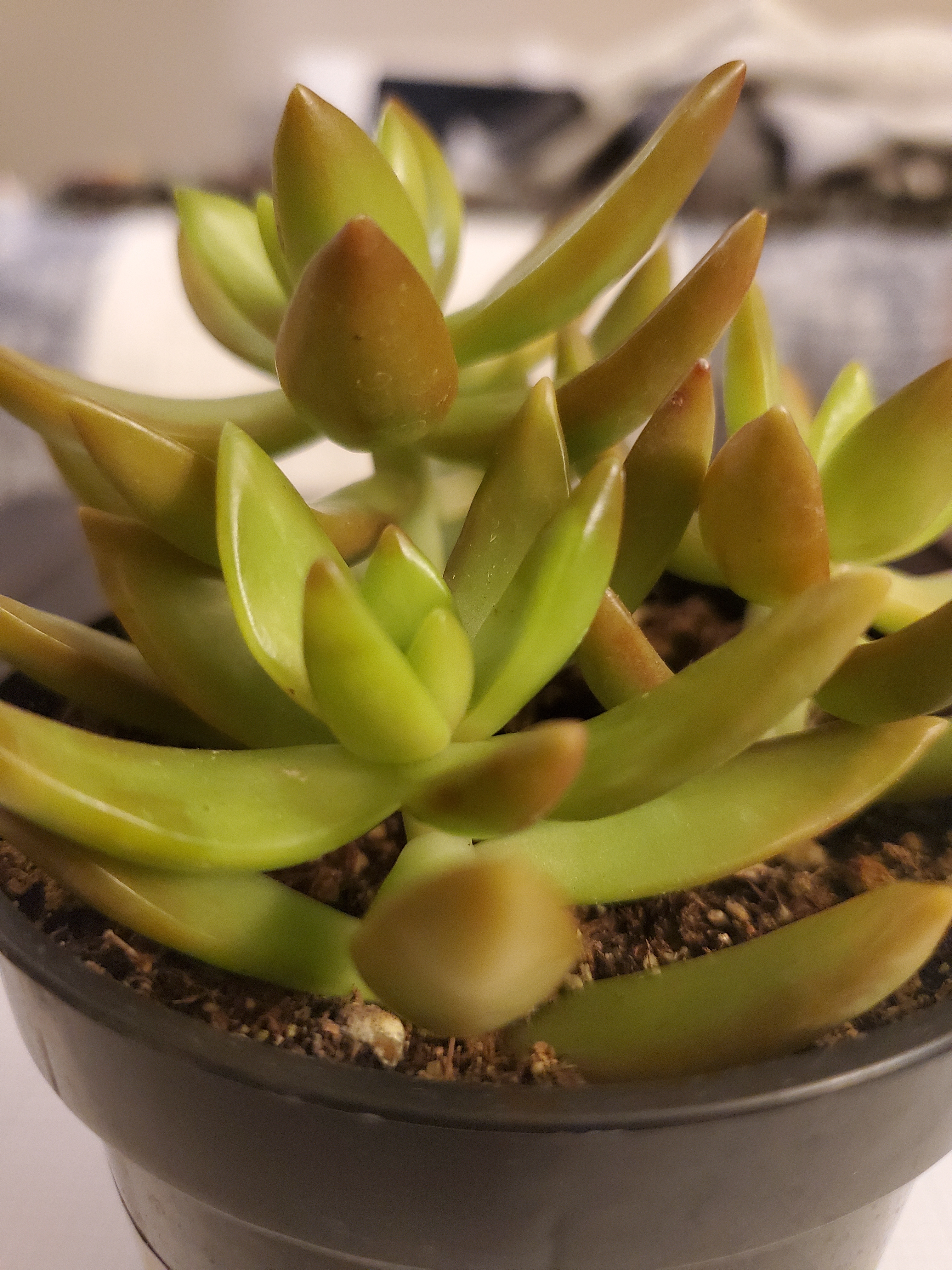 Planty Mc Plant Face OnlyFans header