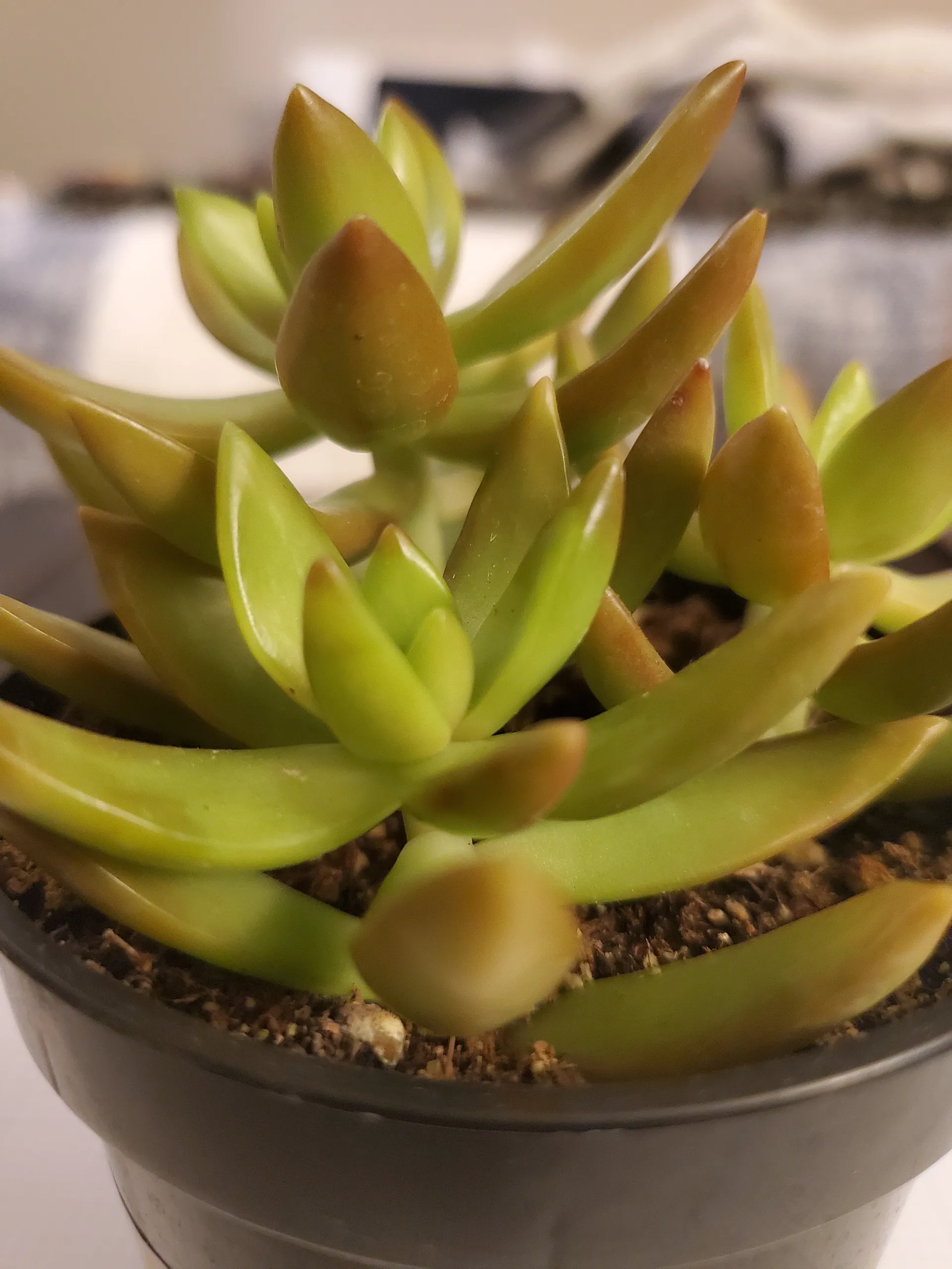 Planty Mc Plant Face OnlyFans header