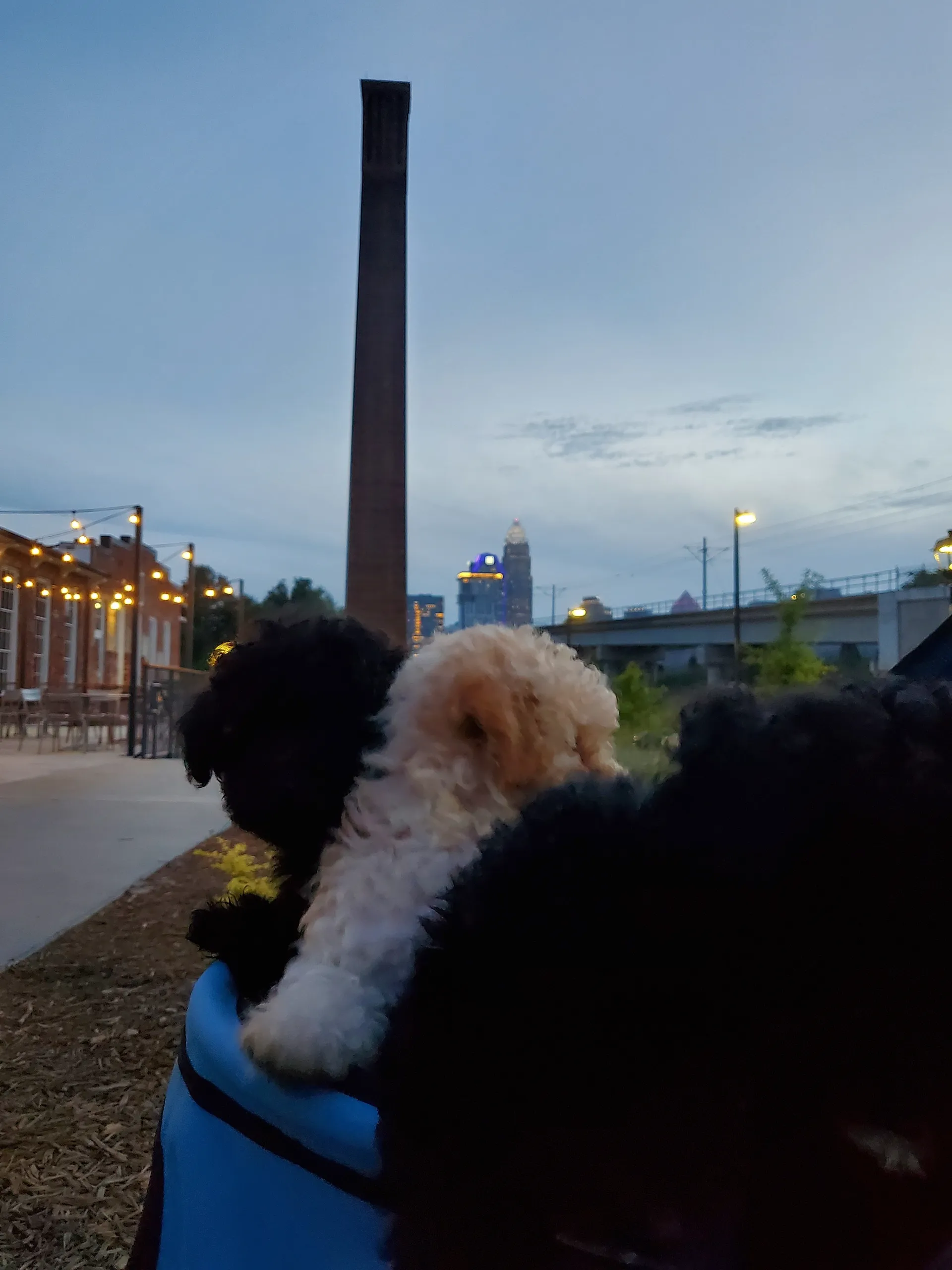 OnlyPups OnlyFans header