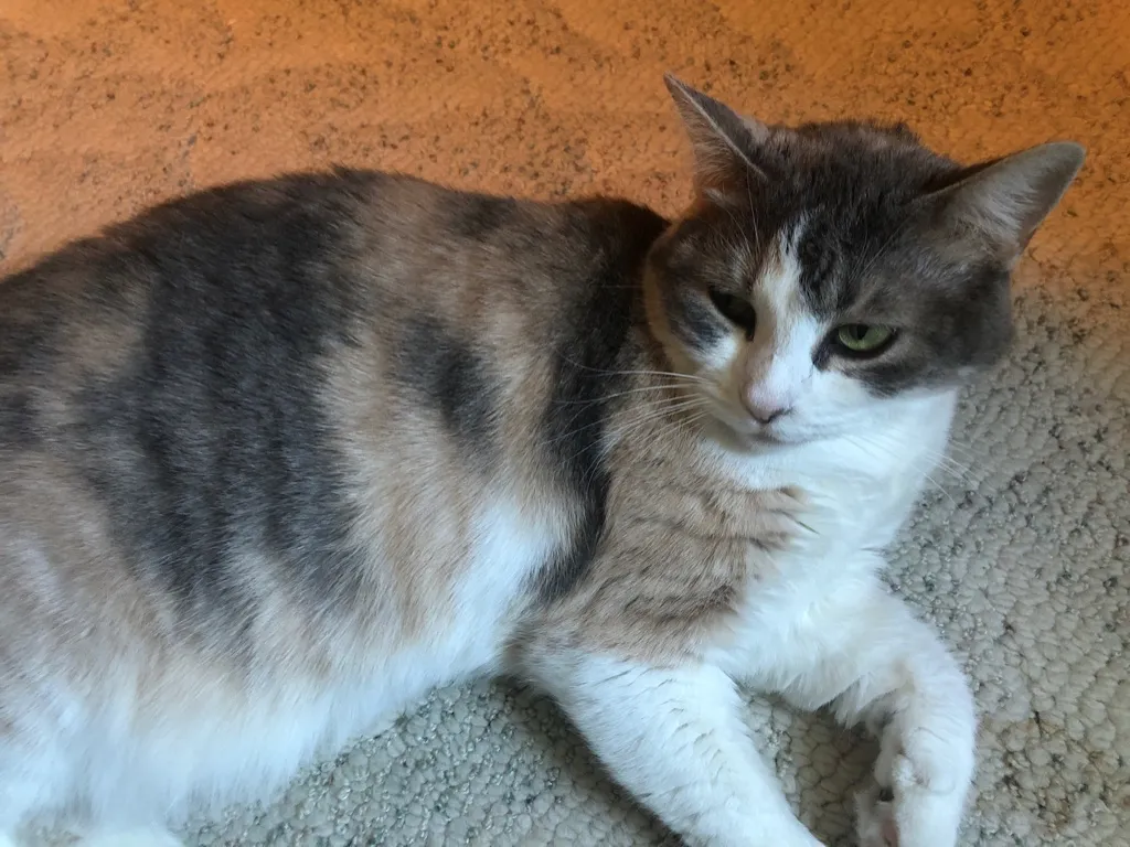 Rory OnlyFans header