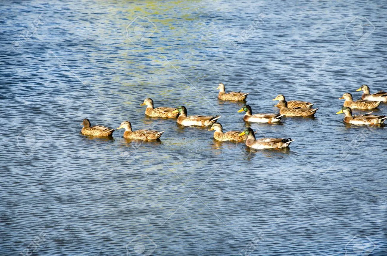 Jay D Quackers OnlyFans header