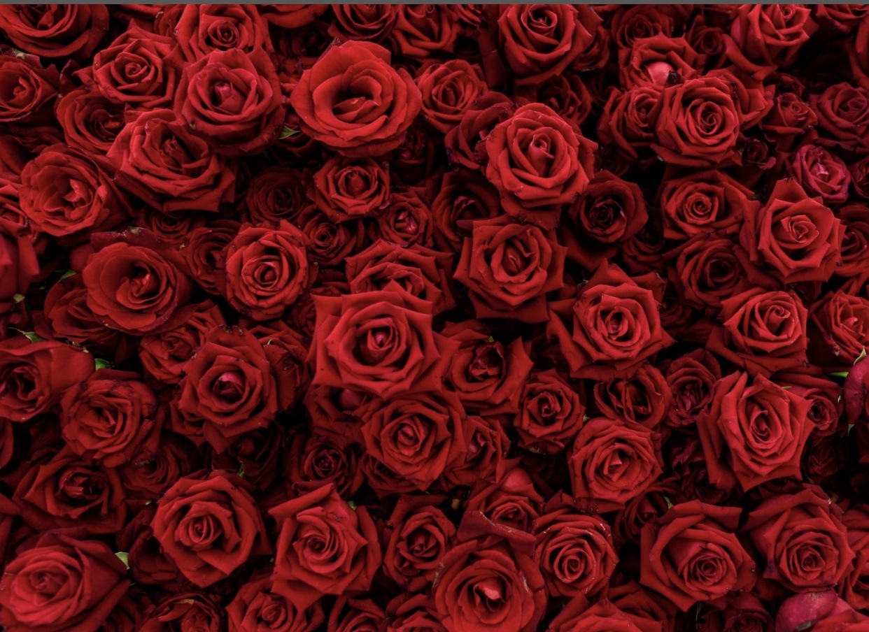 Summer OnlyFans header