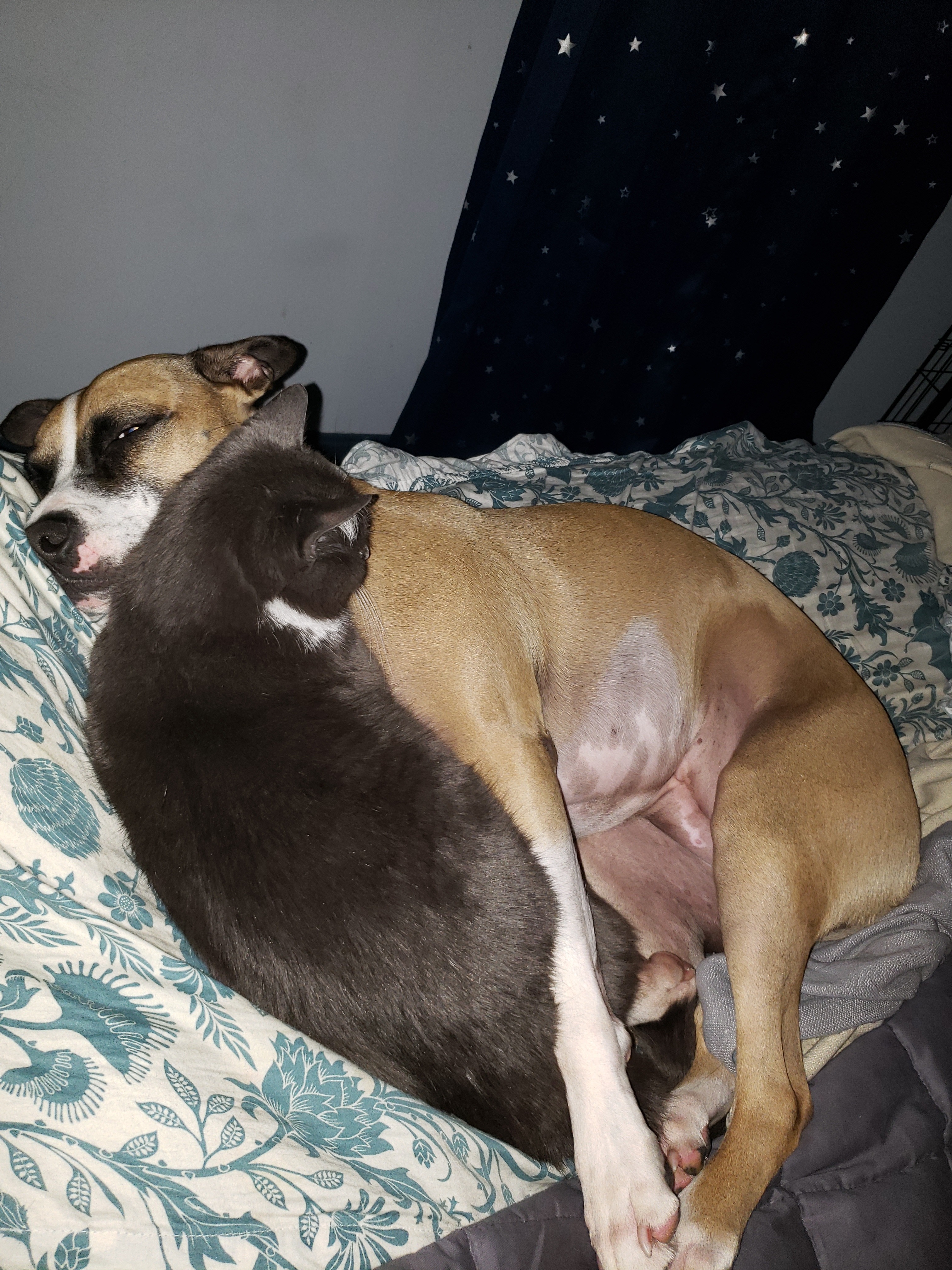 onlytabs OnlyFans header