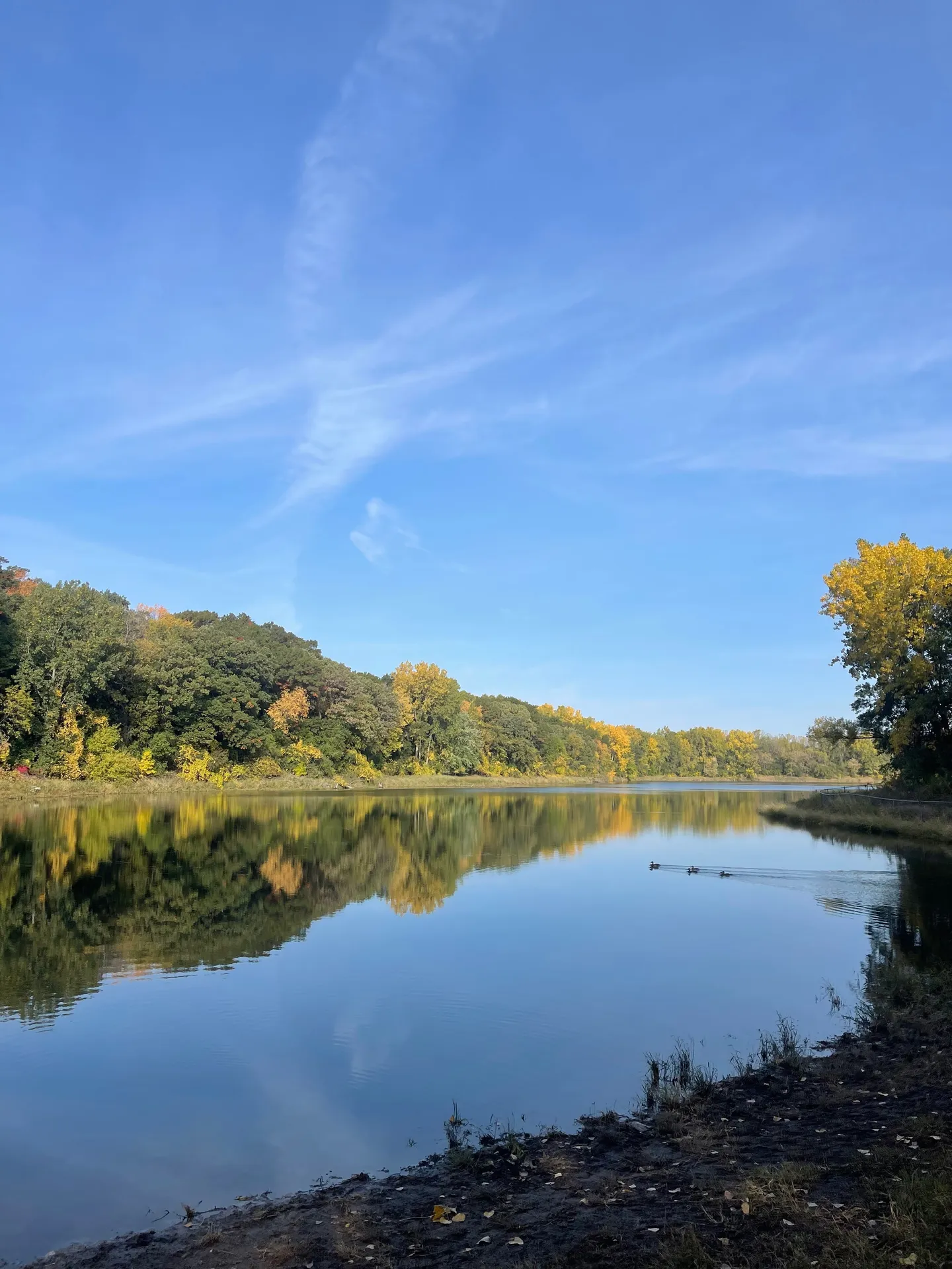 Toe Beans on the Paws