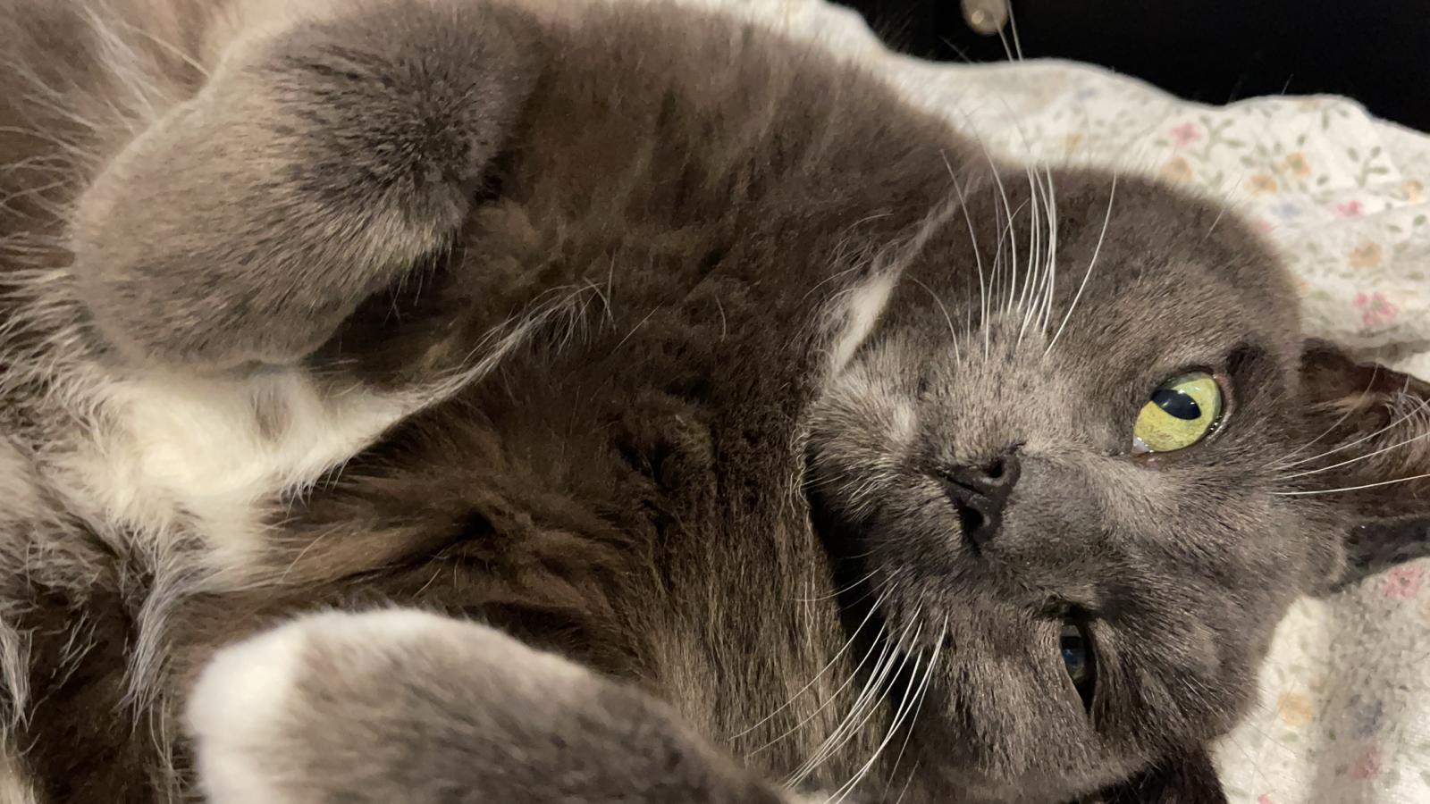 OnlyTubbles OnlyFans header