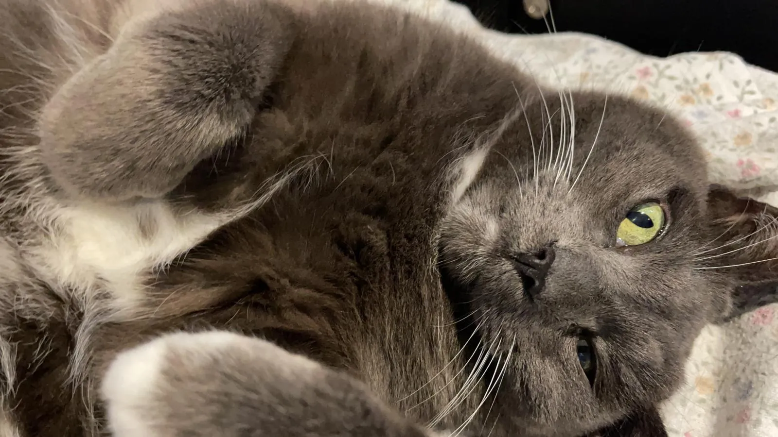 OnlyTubbles OnlyFans header