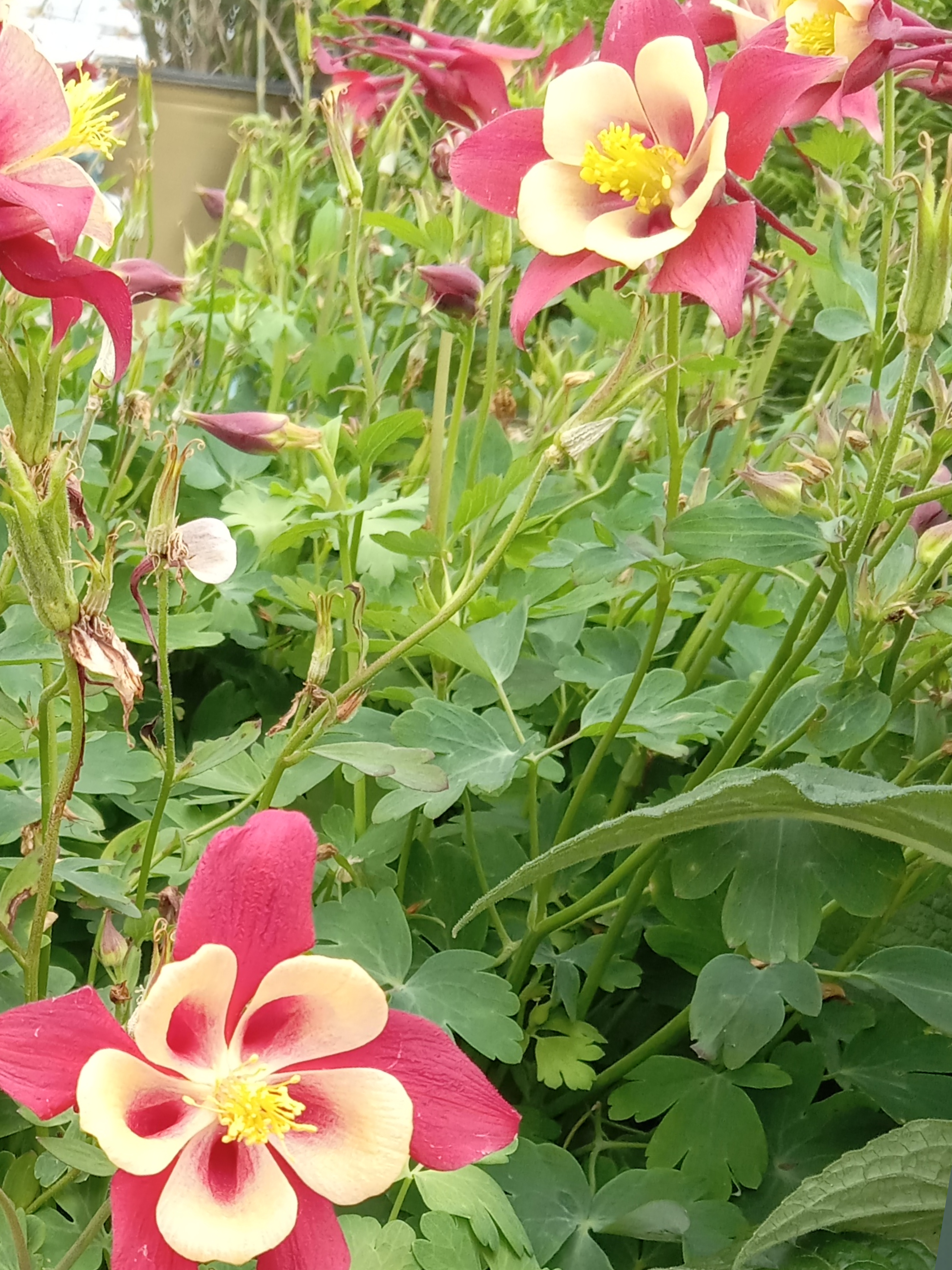 Heather OnlyFans header