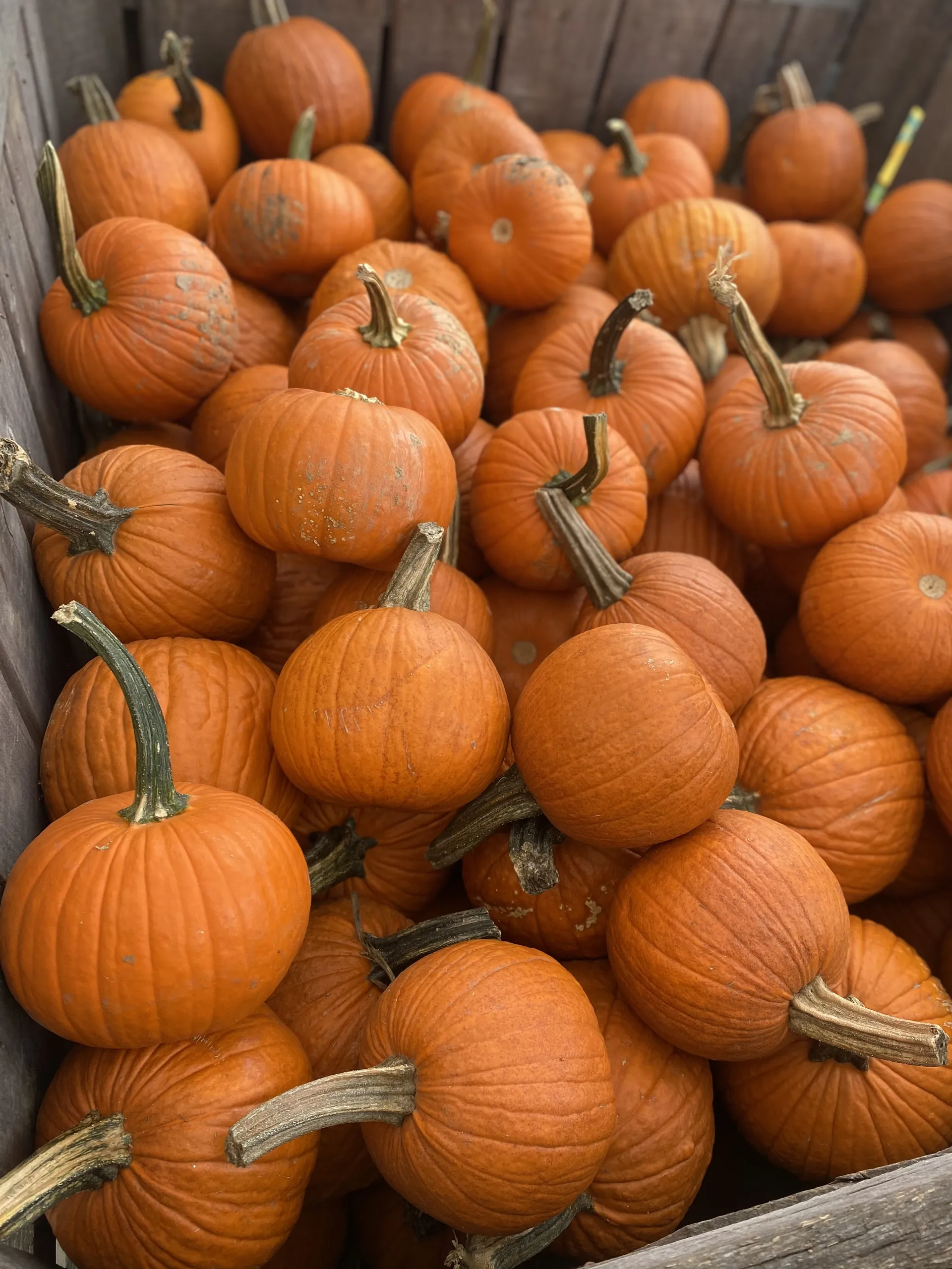 Cierra OnlyFans header