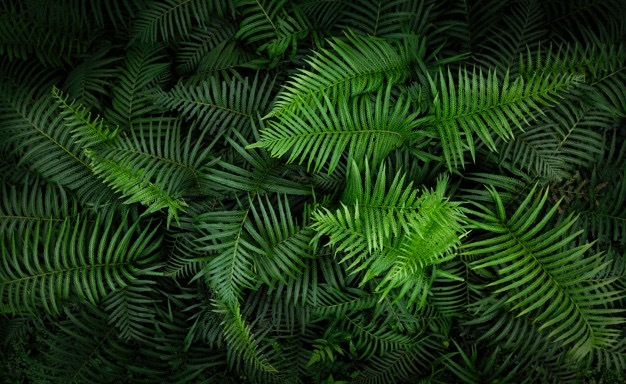 Onyx OnlyFans header