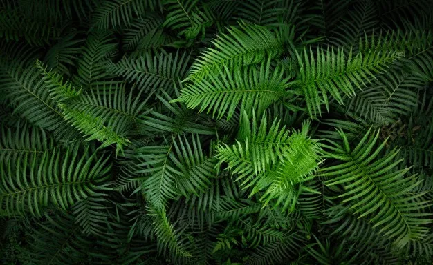 Onyx OnlyFans header