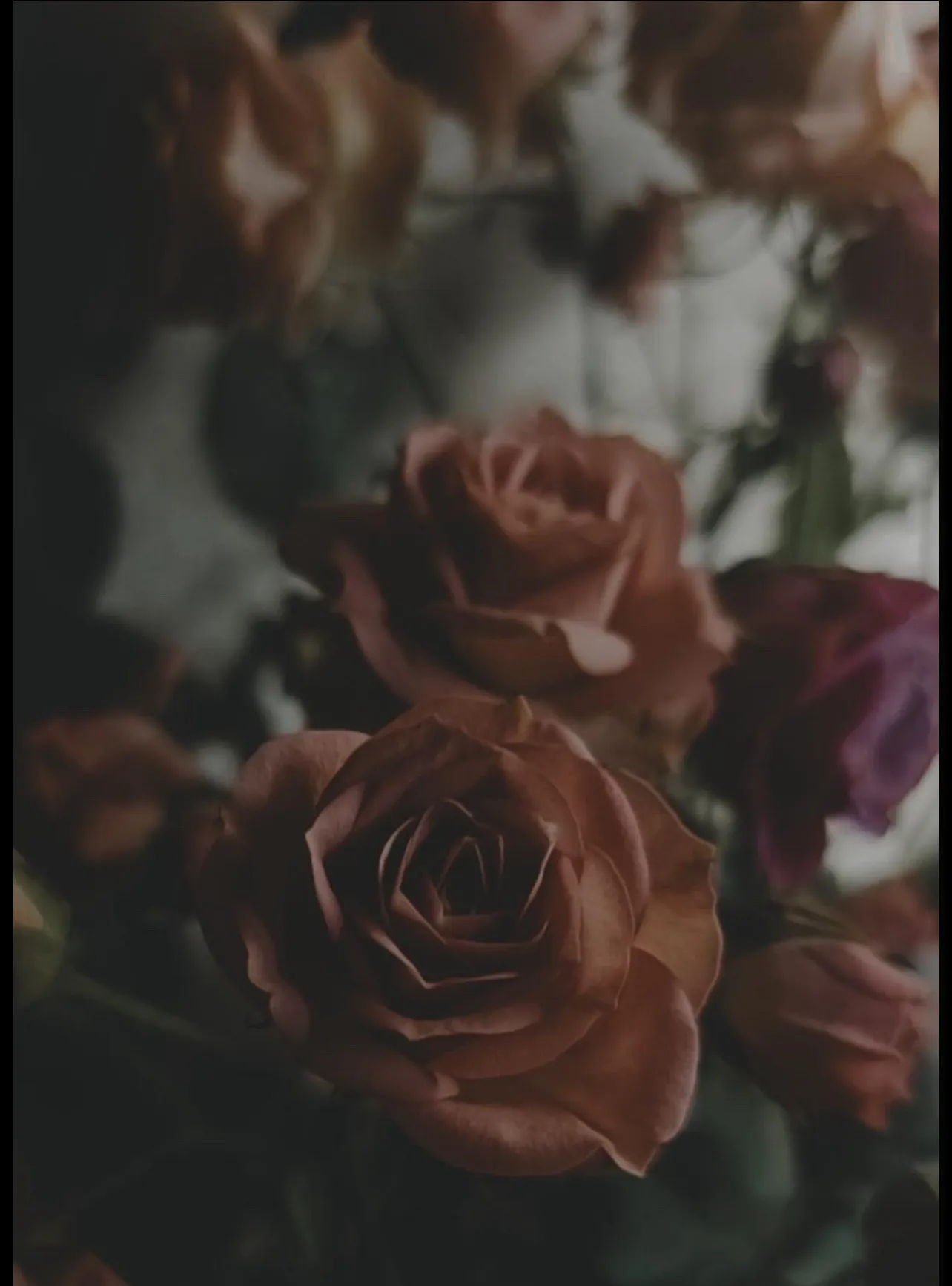 Onyx Rose OnlyFans header